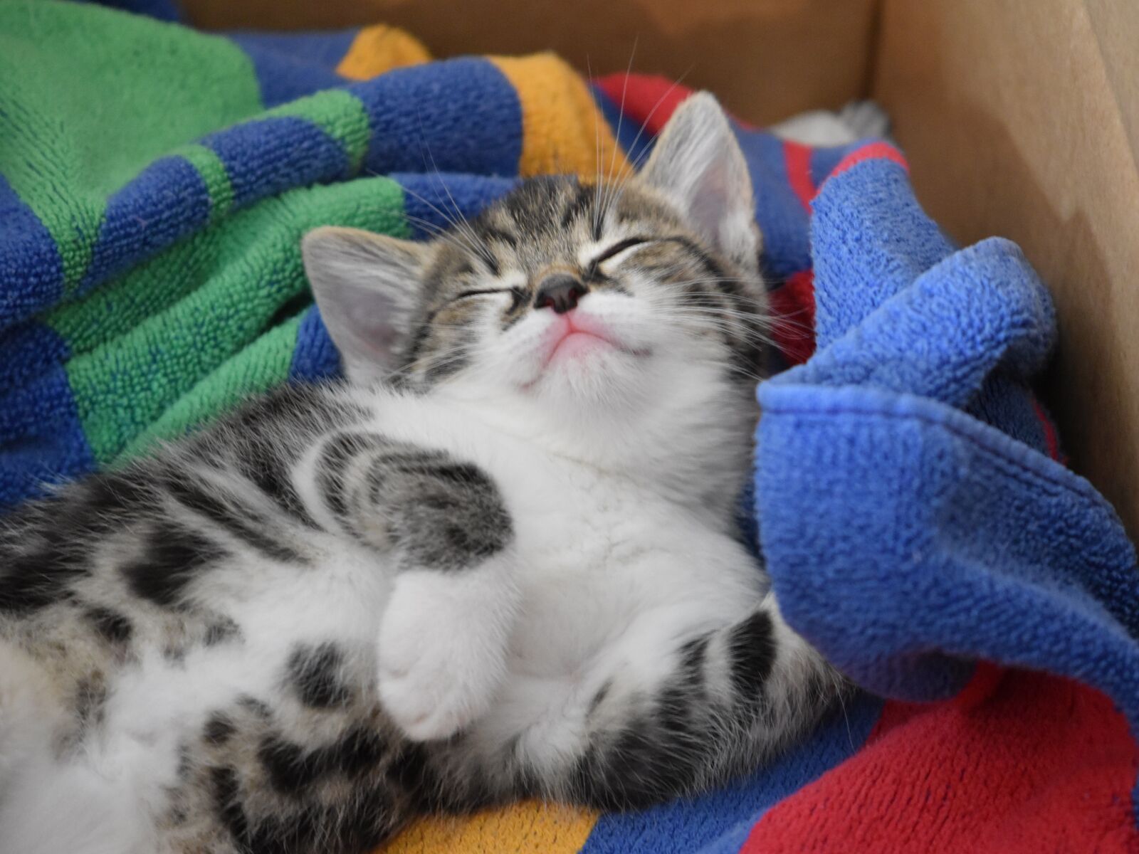 Nikon D5600 sample photo. Cat, mieze, kitten photography