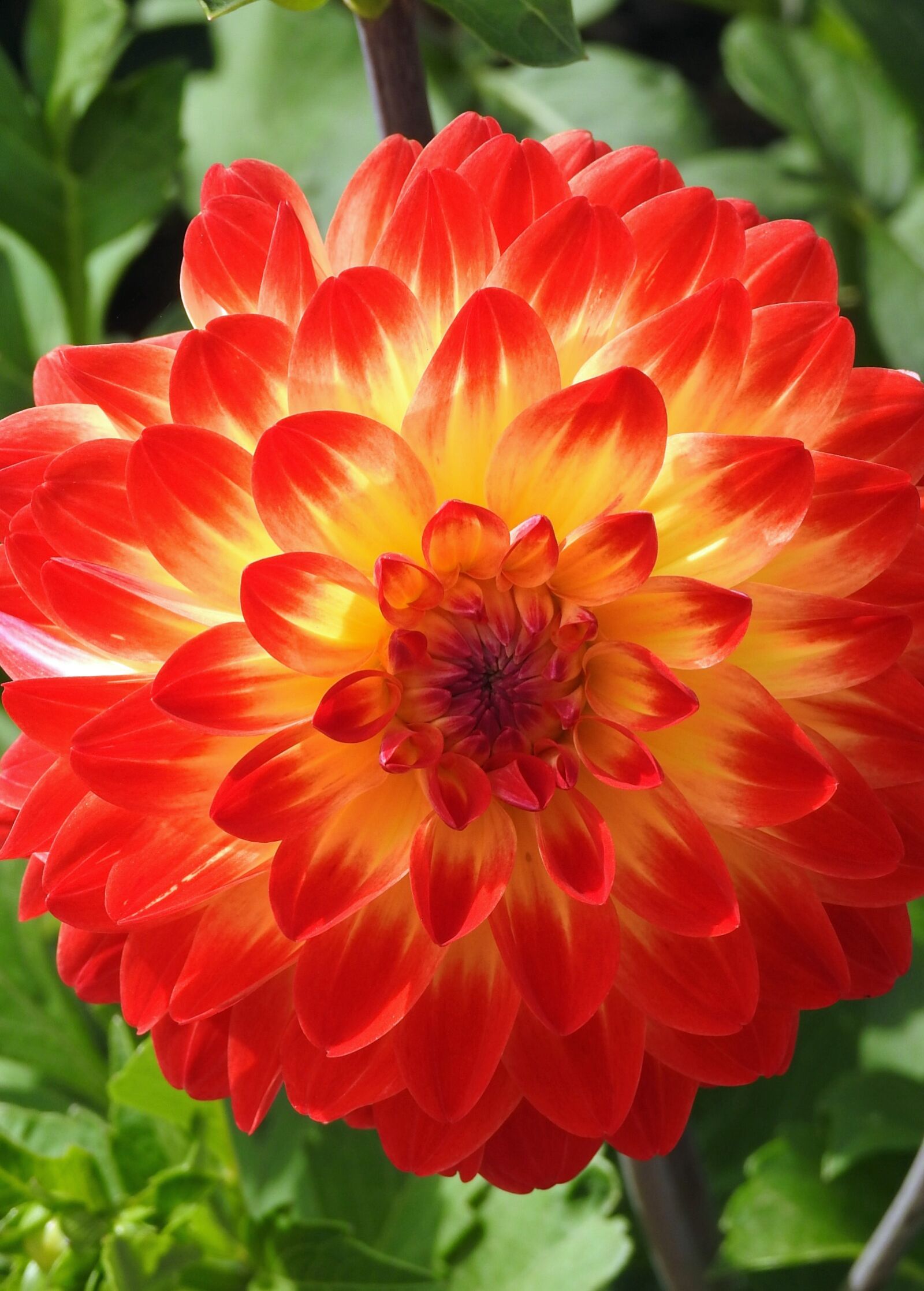 Nikon Coolpix P900 sample photo. Dahlia, orange, plants photography