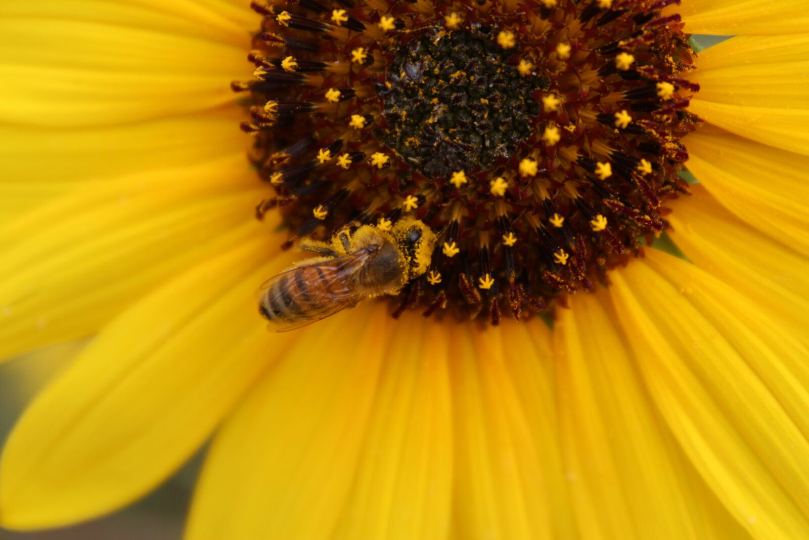Canon EOS 600D (Rebel EOS T3i / EOS Kiss X5) sample photo. Sunflower, honey bee, yellow photography