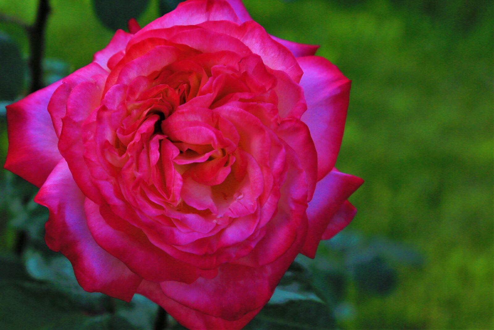 Canon EF 24-105mm F4L IS USM sample photo. Rose, spring, red photography