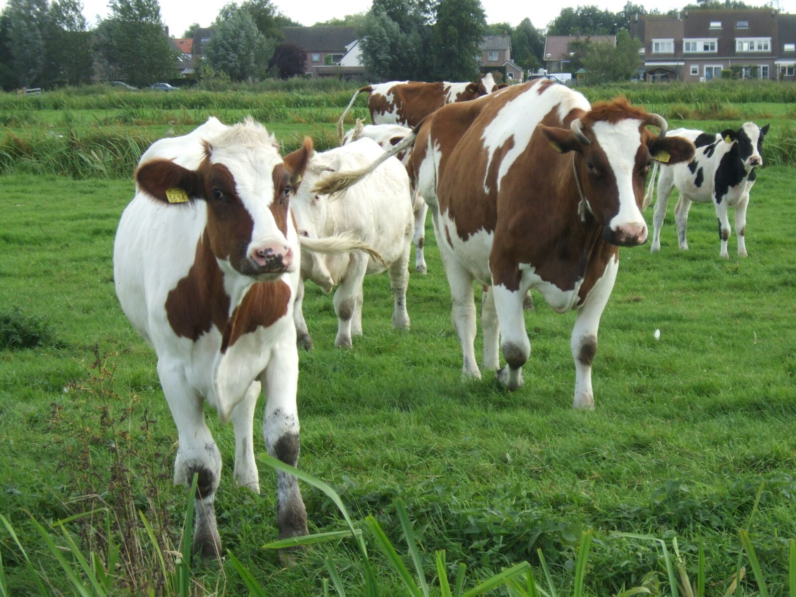 Fujifilm FinePix E900 sample photo. Curious, cows, woerdense verlaat photography