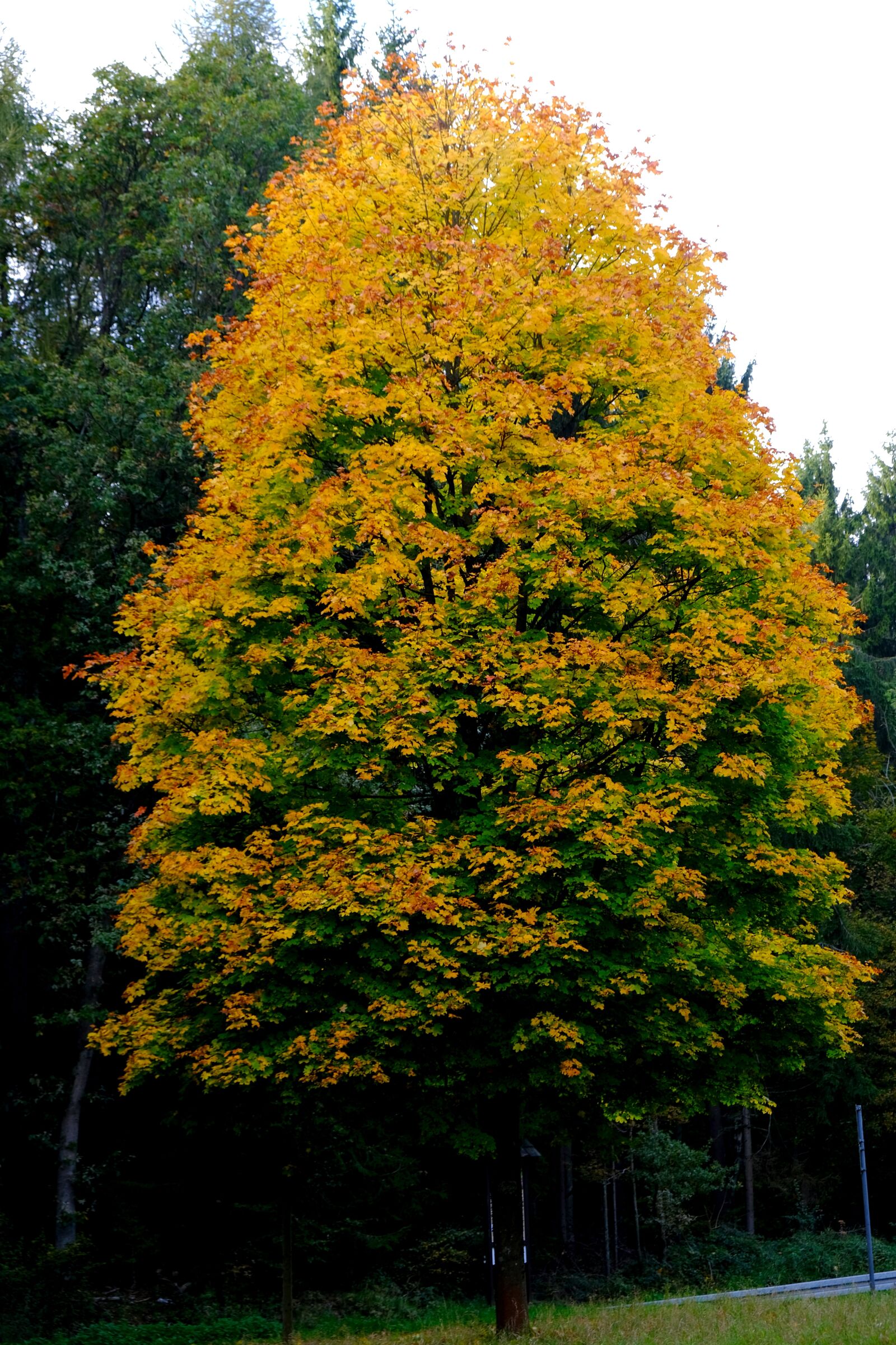 Fujifilm X-T20 sample photo. Tree, deciduous tree, autumn photography