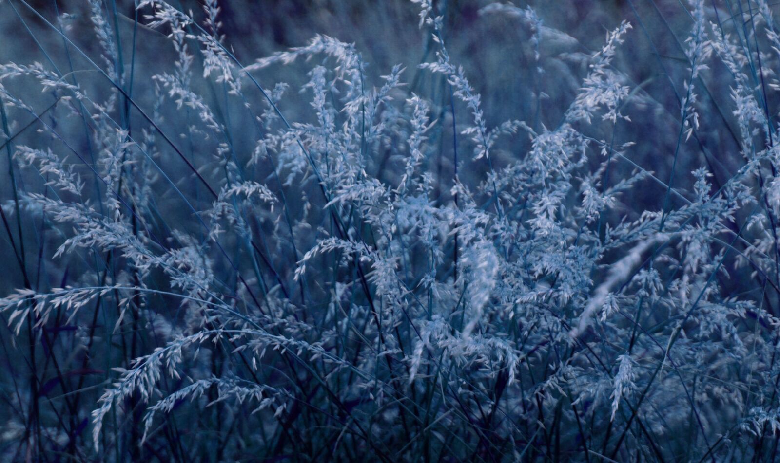 Sony Alpha DSLR-A700 sample photo. Grass, night, flowering photography