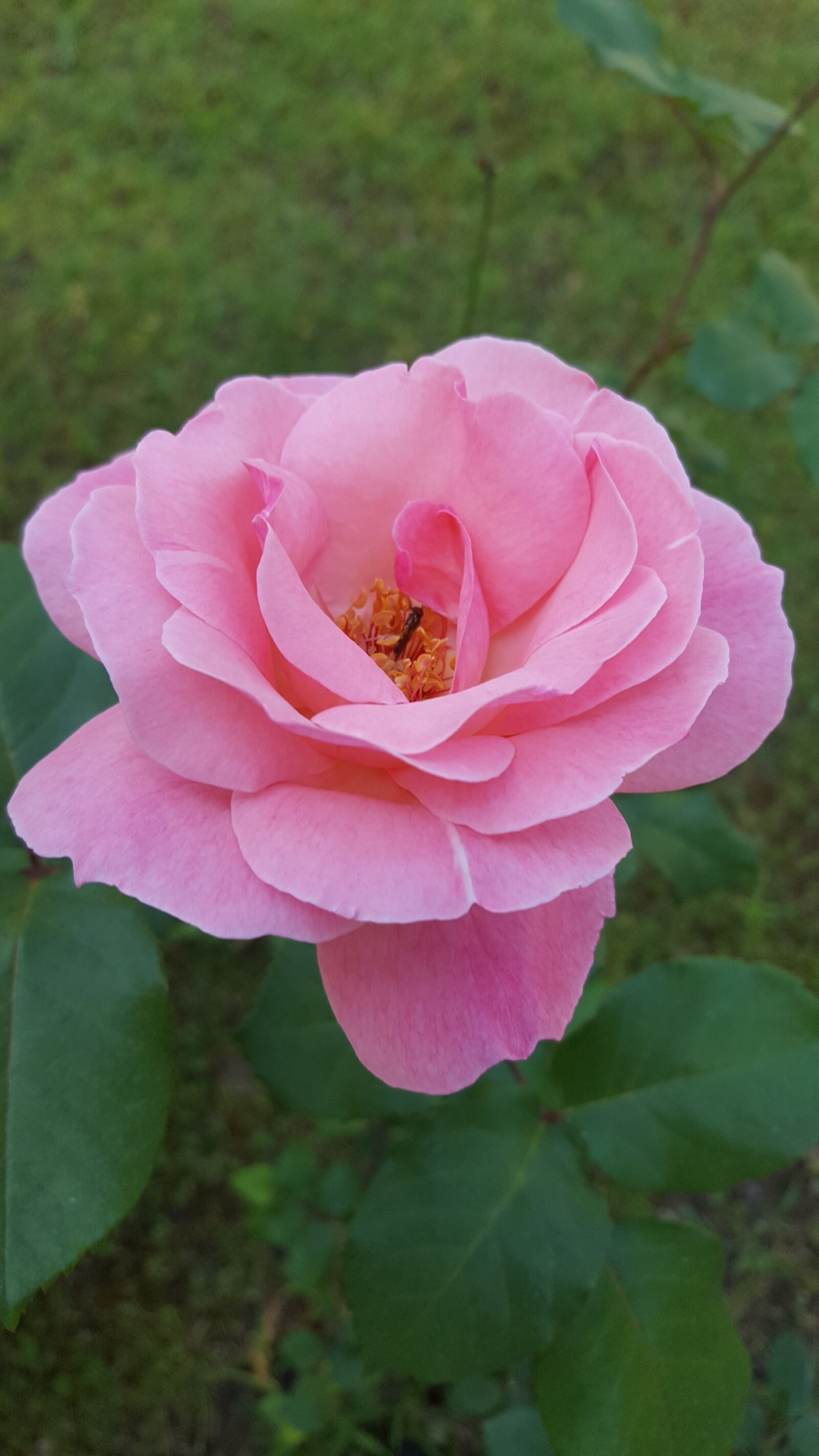 Samsung Galaxy S6 sample photo. Flower, nature, plant photography