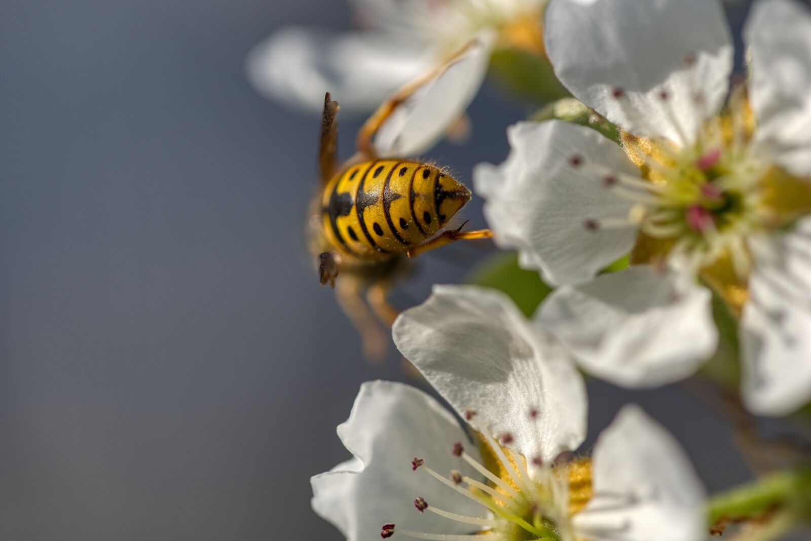 Nikon D750 sample photo. Wasp, insect, back photography