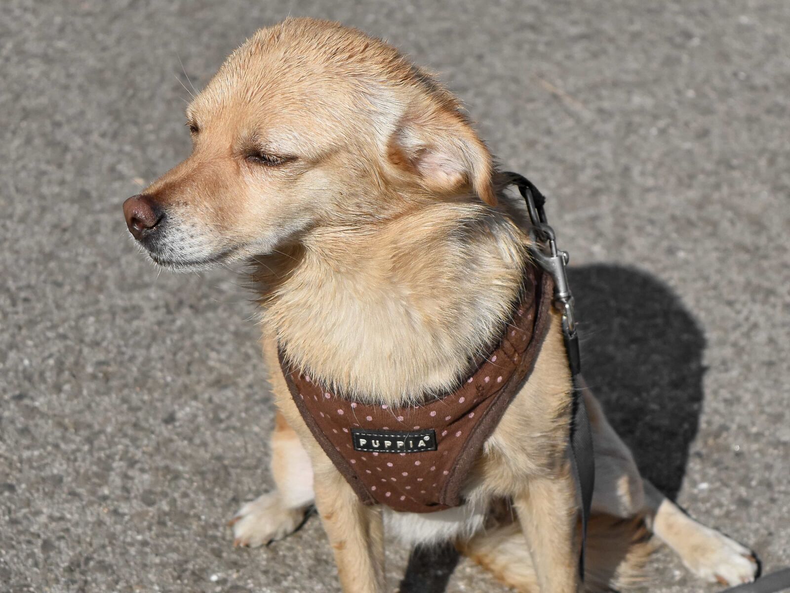 Nikon D5500 sample photo. Sunshine, pet, dog, animal photography