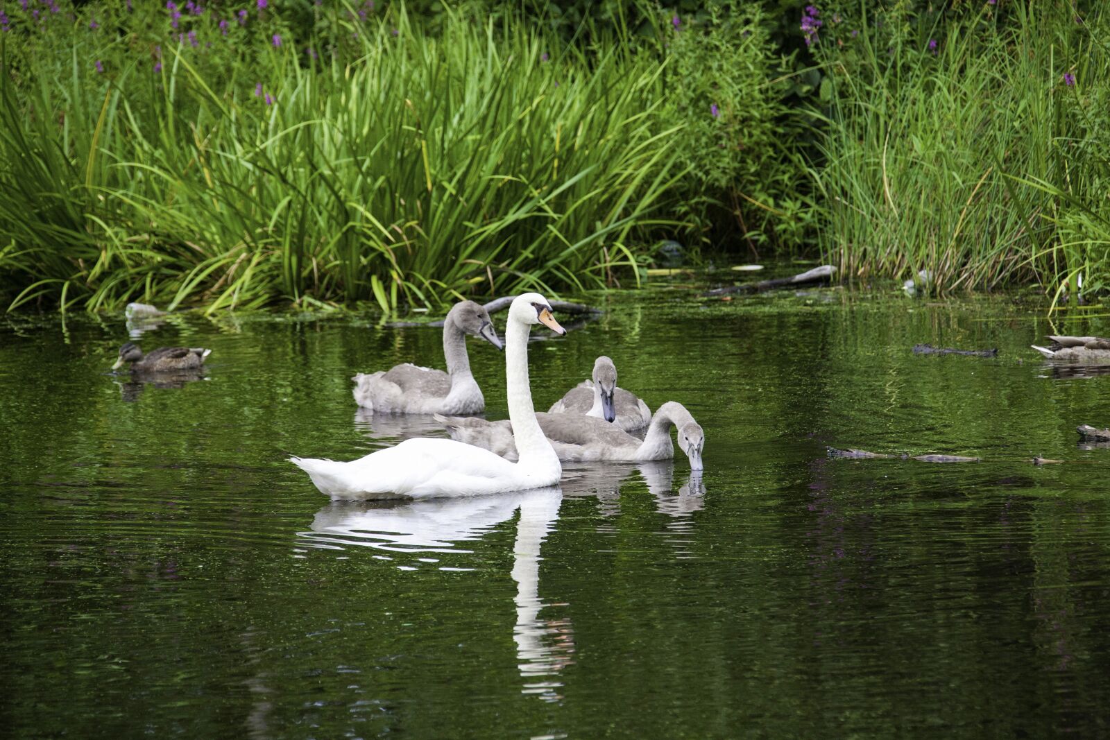 Canon EOS 5D sample photo. Swans, family, nature photography