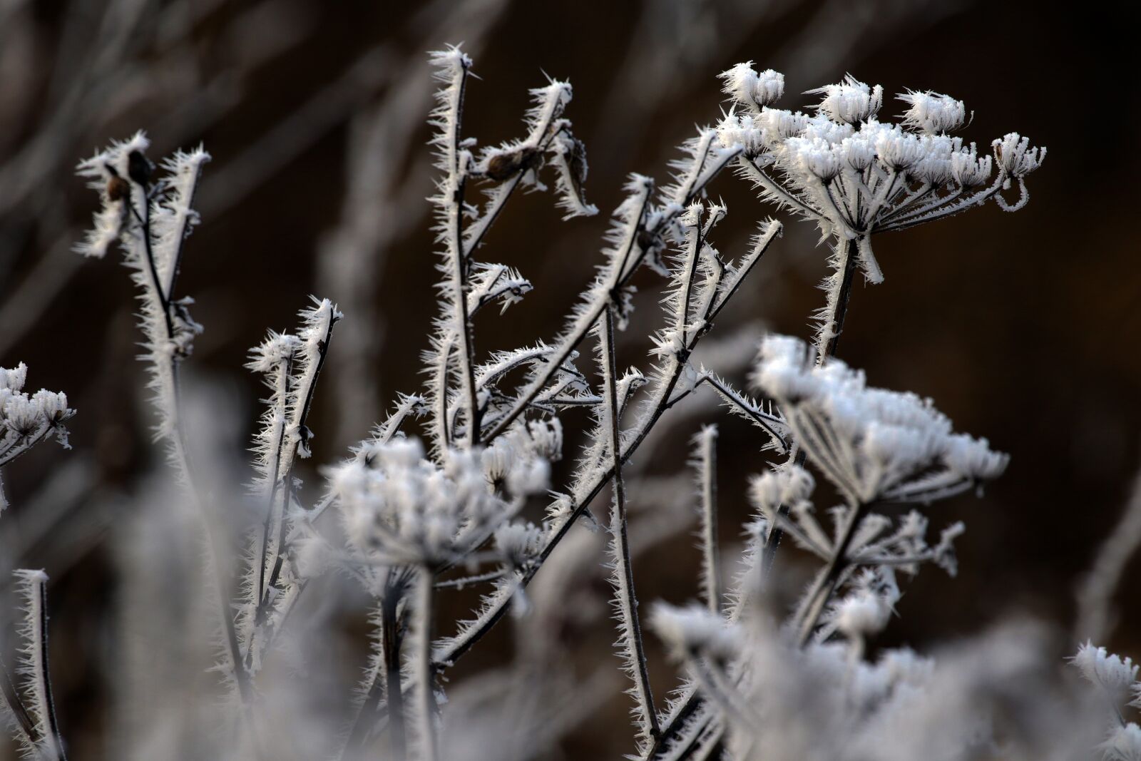 Canon EOS 7D Mark II sample photo. Plant, icy, trees photography