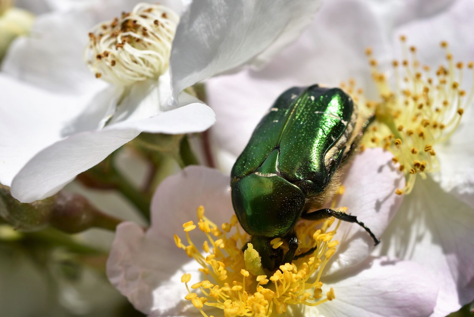 Nikon D7200 sample photo. Rose beetle, beetle, insect photography
