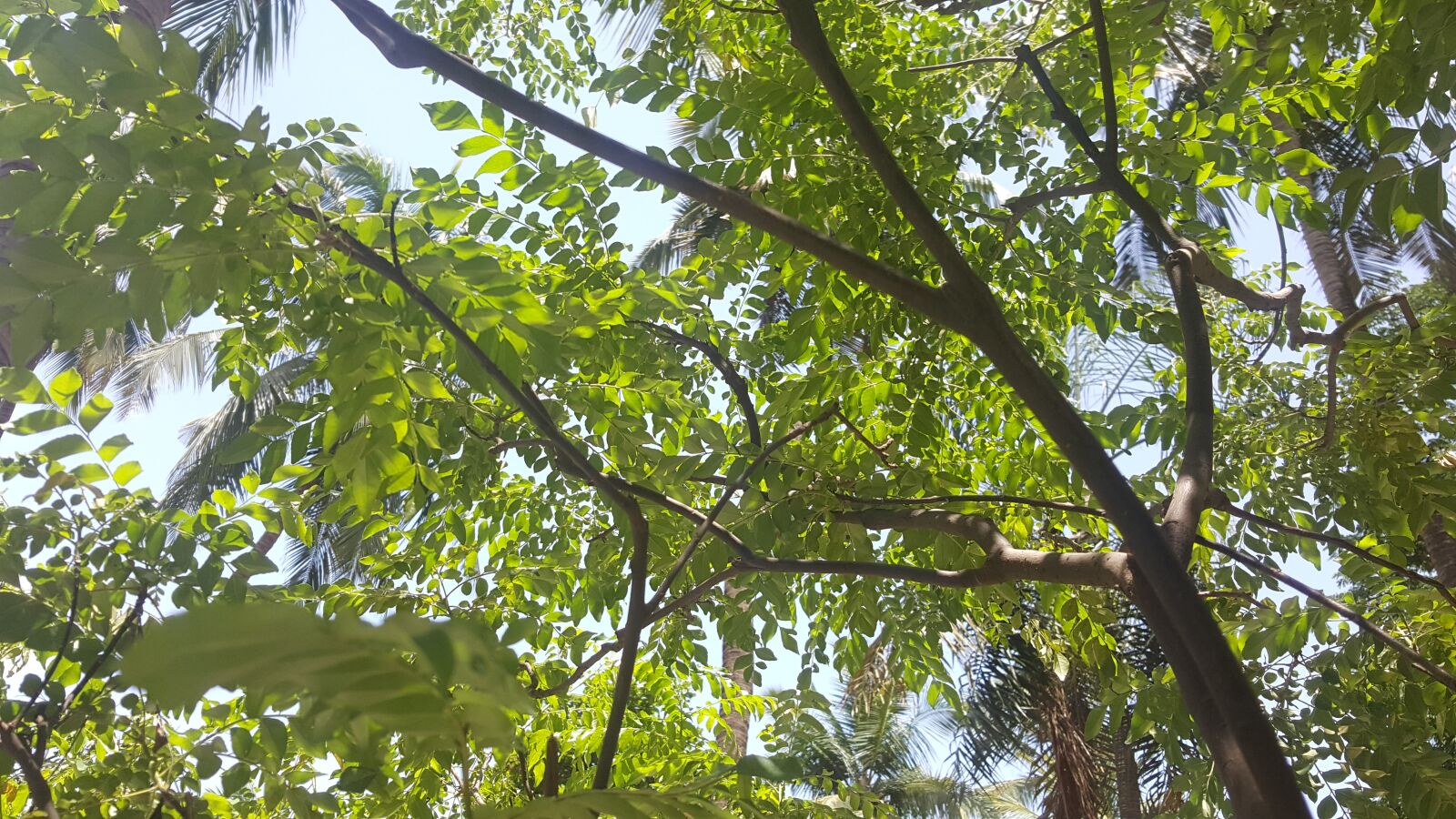 Samsung Galaxy Note5 sample photo. Garden, mint, herb photography