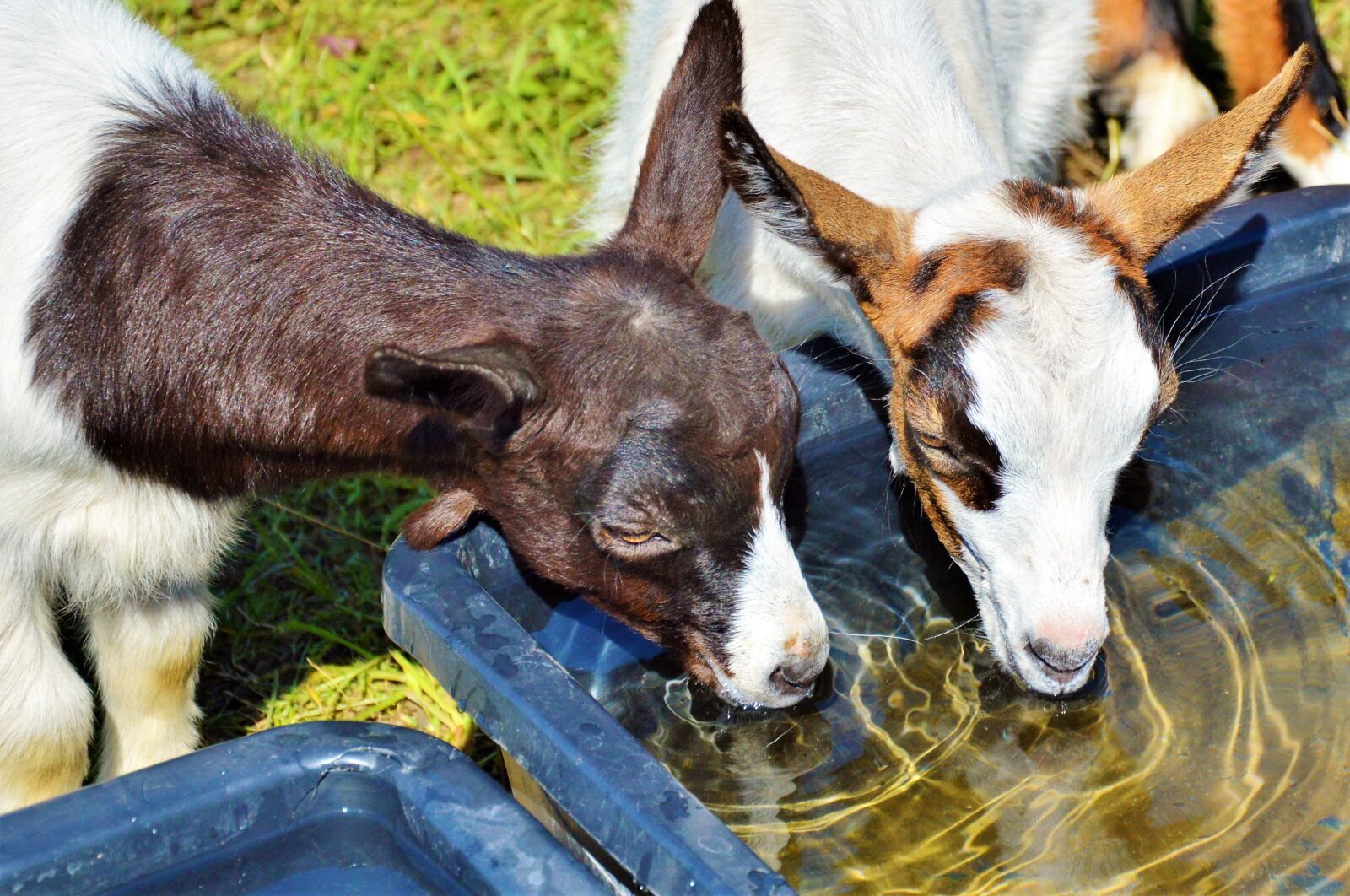 Nikon D3200 sample photo. Goat, prima donna, geiss photography