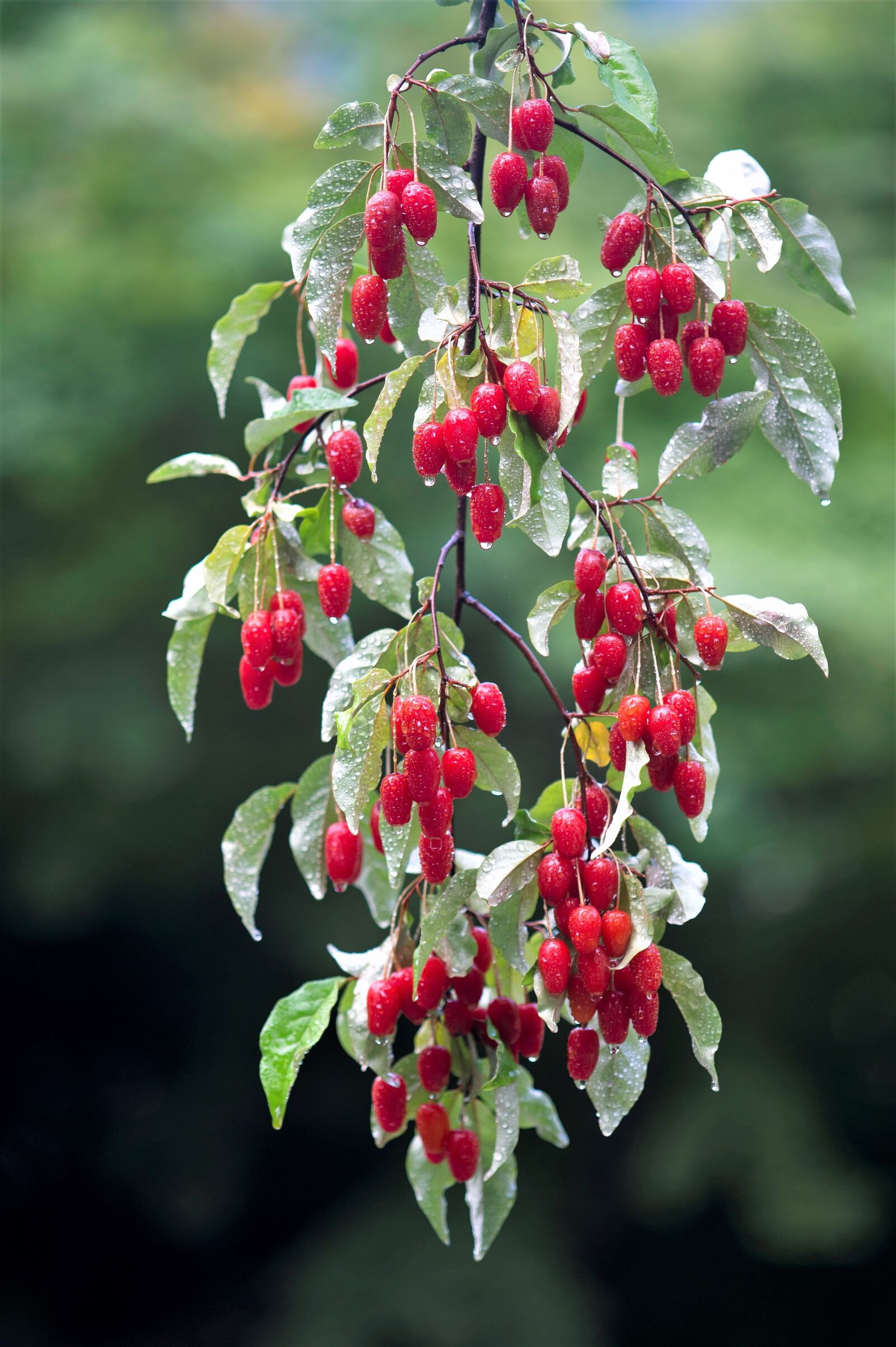 Nikon D3S sample photo. Fruit, bodhi fruit, berries photography