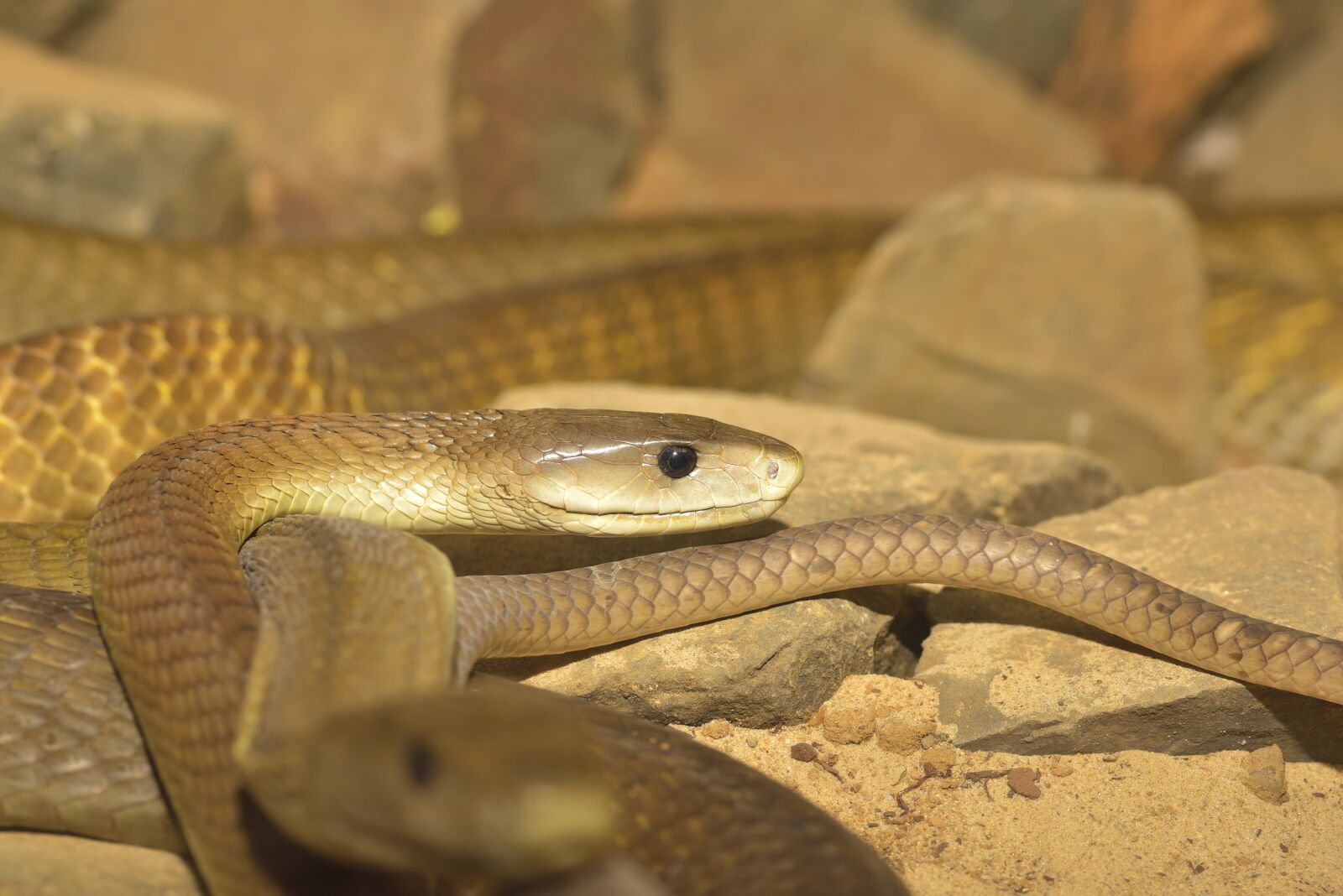 Nikon D750 sample photo. Snake, black mamba, dangerous photography
