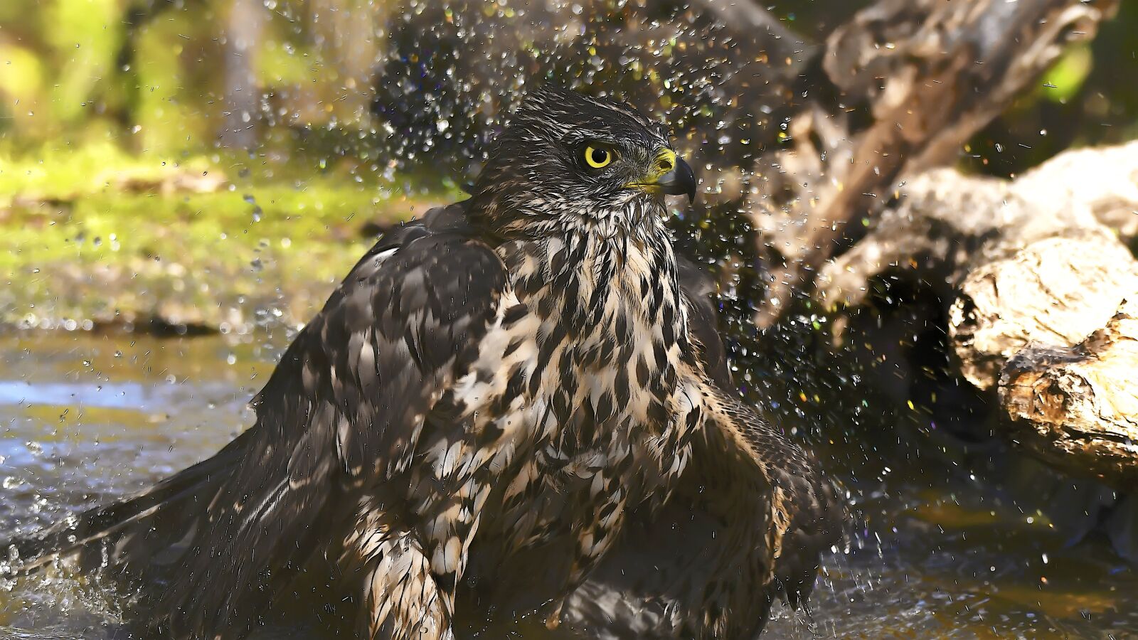 Nikon D500 sample photo. Birds, astor, bathing photography