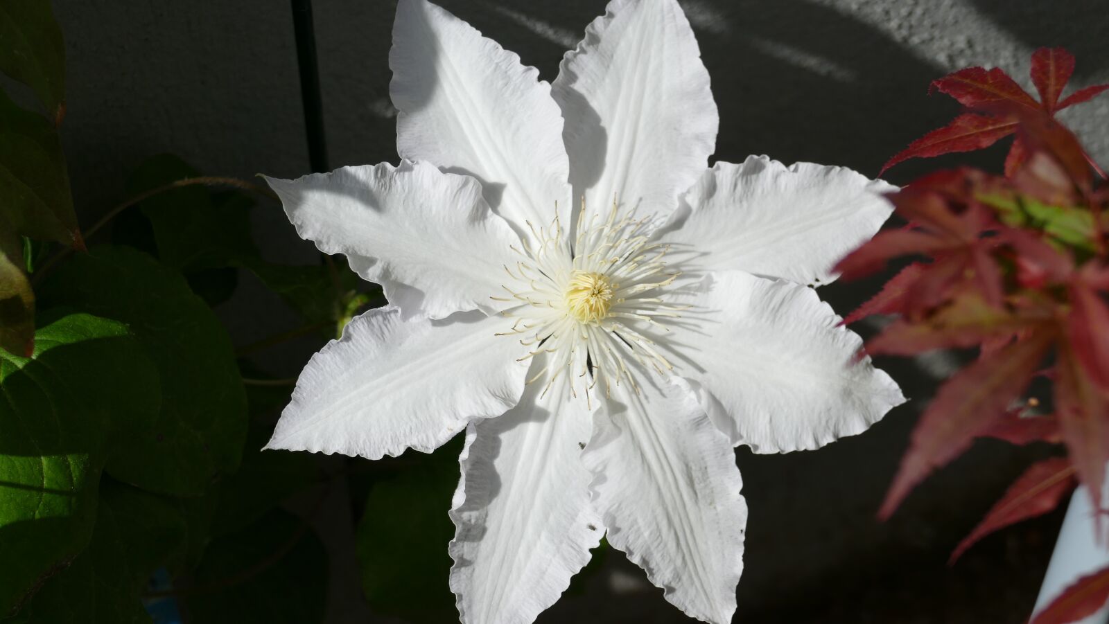 Panasonic Lumix DMC-FZ1000 sample photo. Flowers, clematis, garden photography