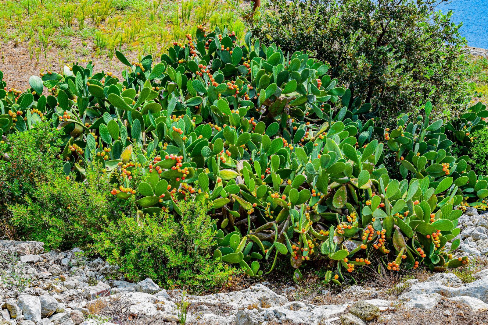 Nikon D5300 sample photo. Cactus, plant, nature photography