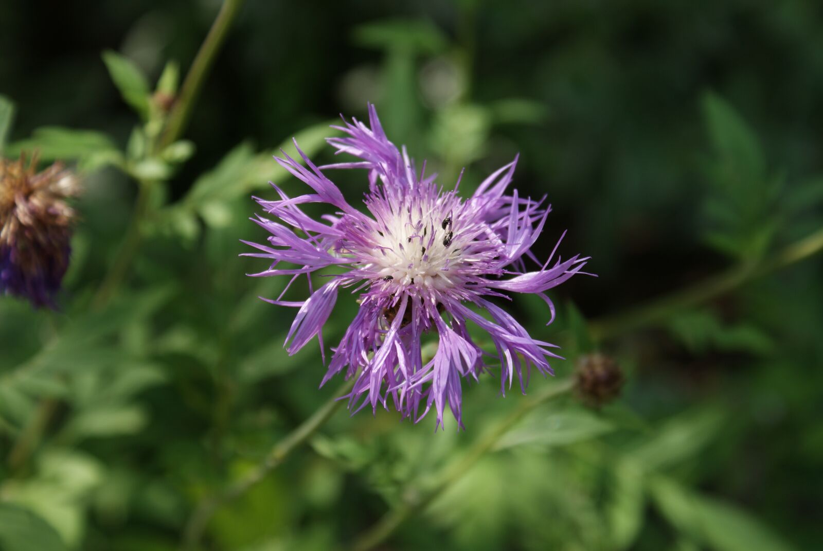 Sony Alpha DSLR-A200 sample photo. Flower, nature, plant photography