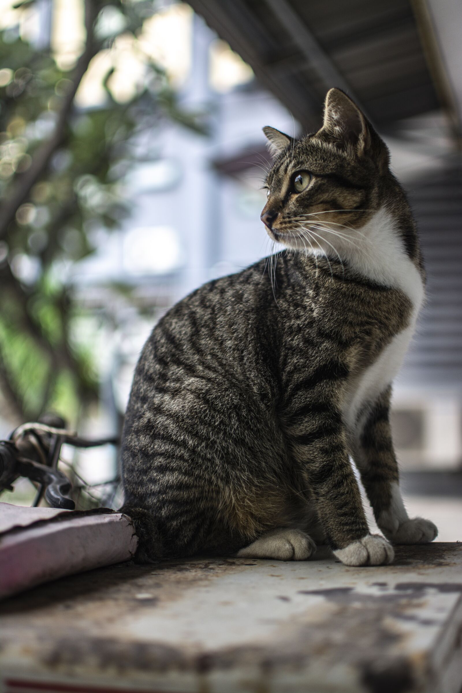 Nikon D7100 sample photo. Cat, animal, looking photography