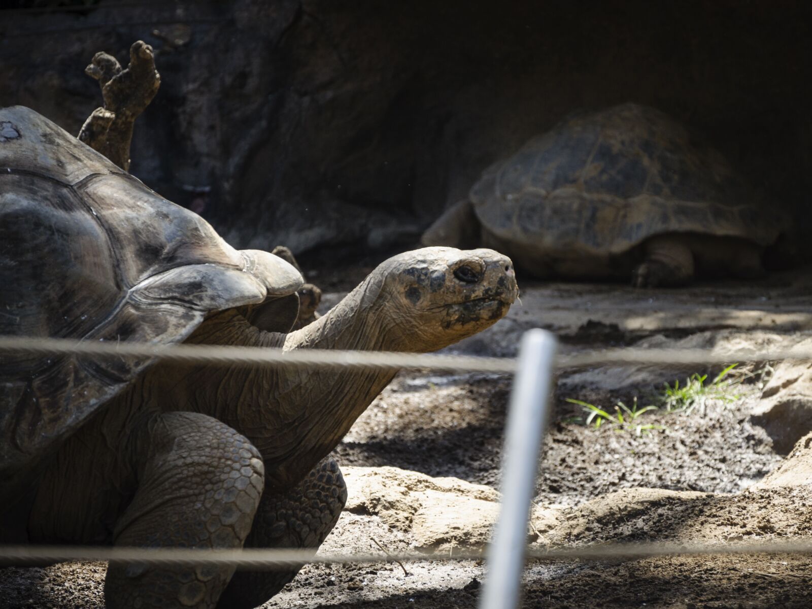 Nikon D5000 sample photo. Turtle, zoo, reptili photography
