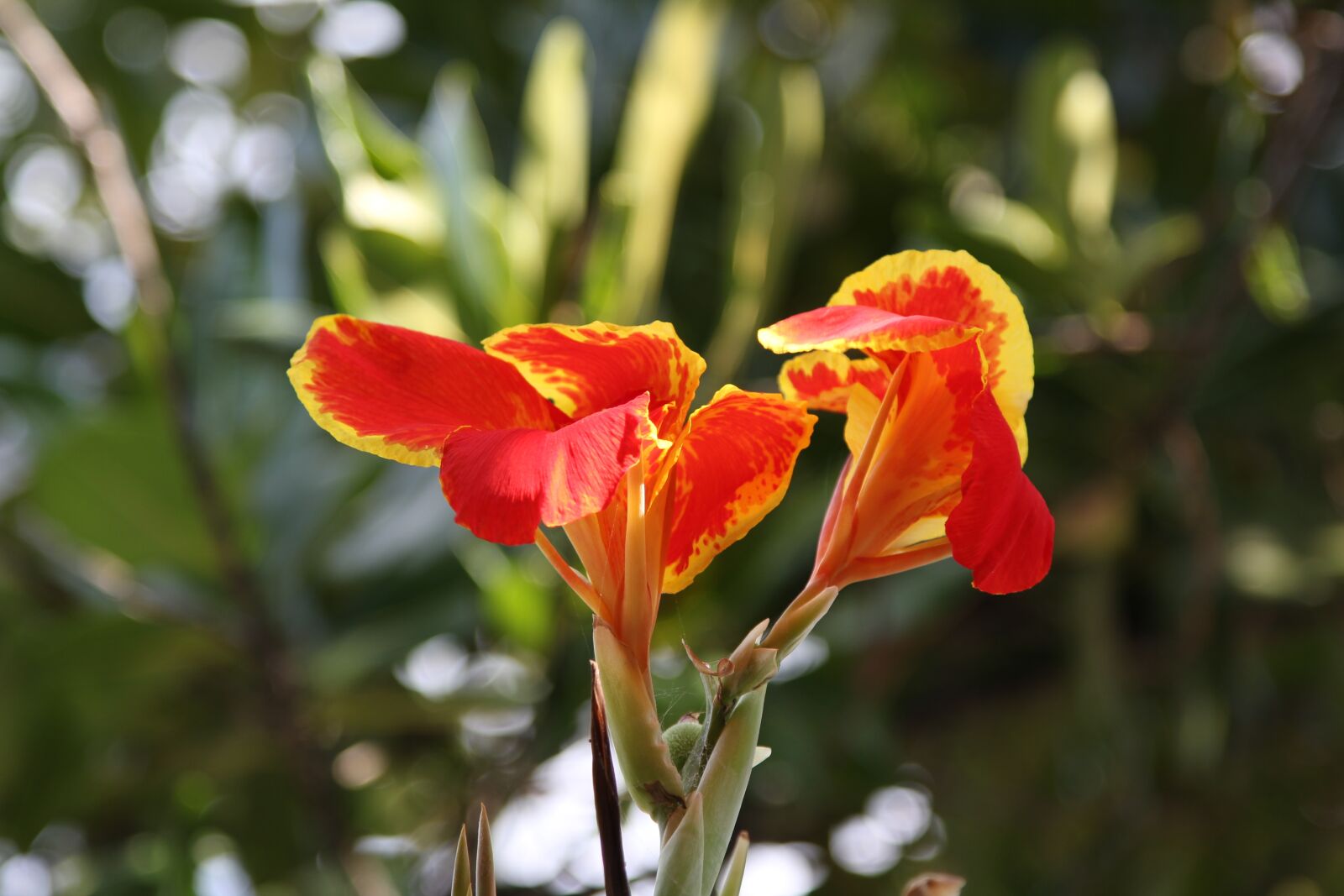 Canon EOS 60D sample photo. Lilies, flowers, close up photography