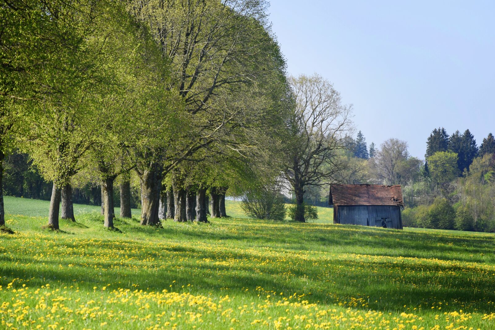 Nikon D5300 sample photo. Trees, avenue, meadow photography