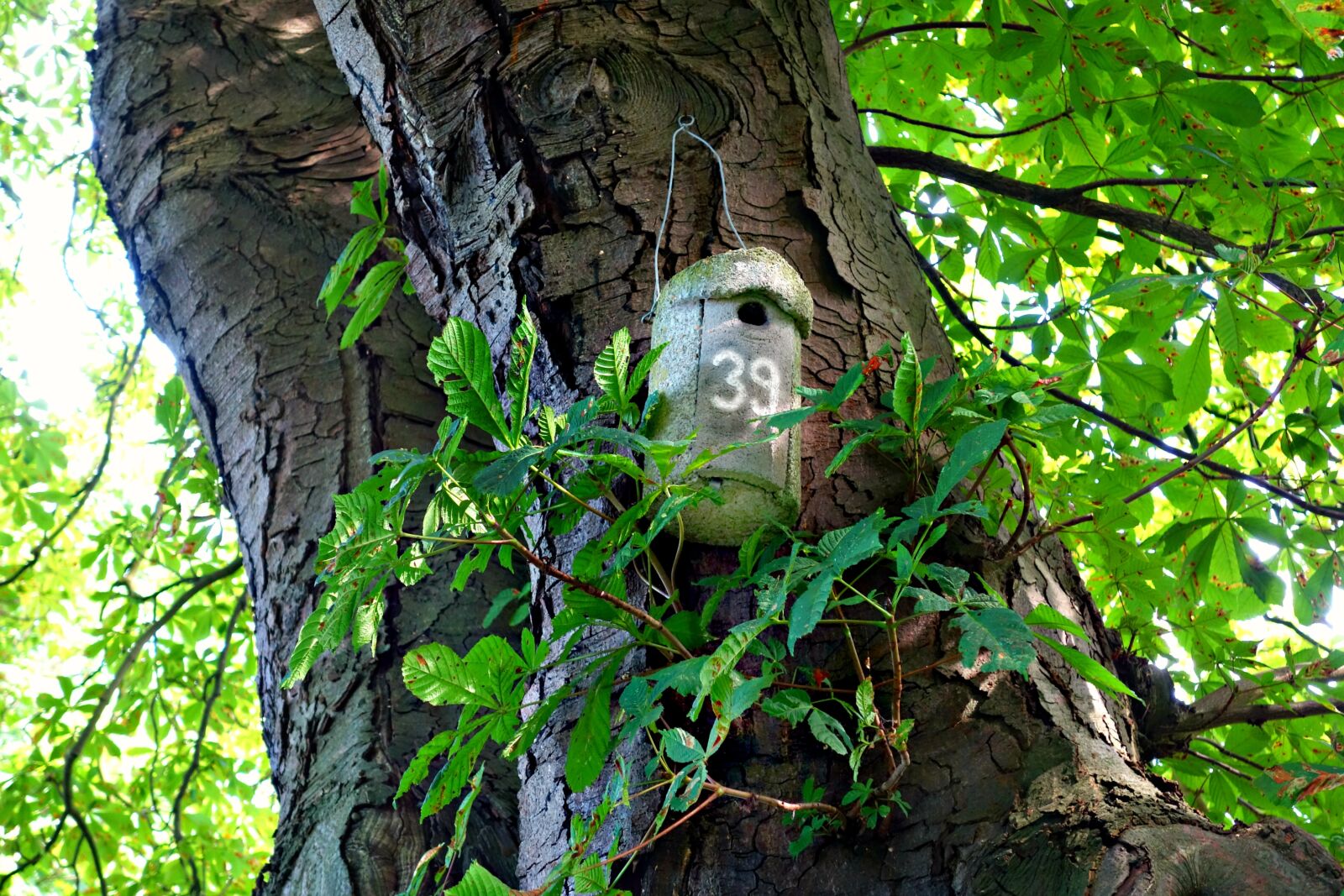 Sony Cyber-shot DSC-RX100 sample photo. Nestbox, bird box, birdhouse photography