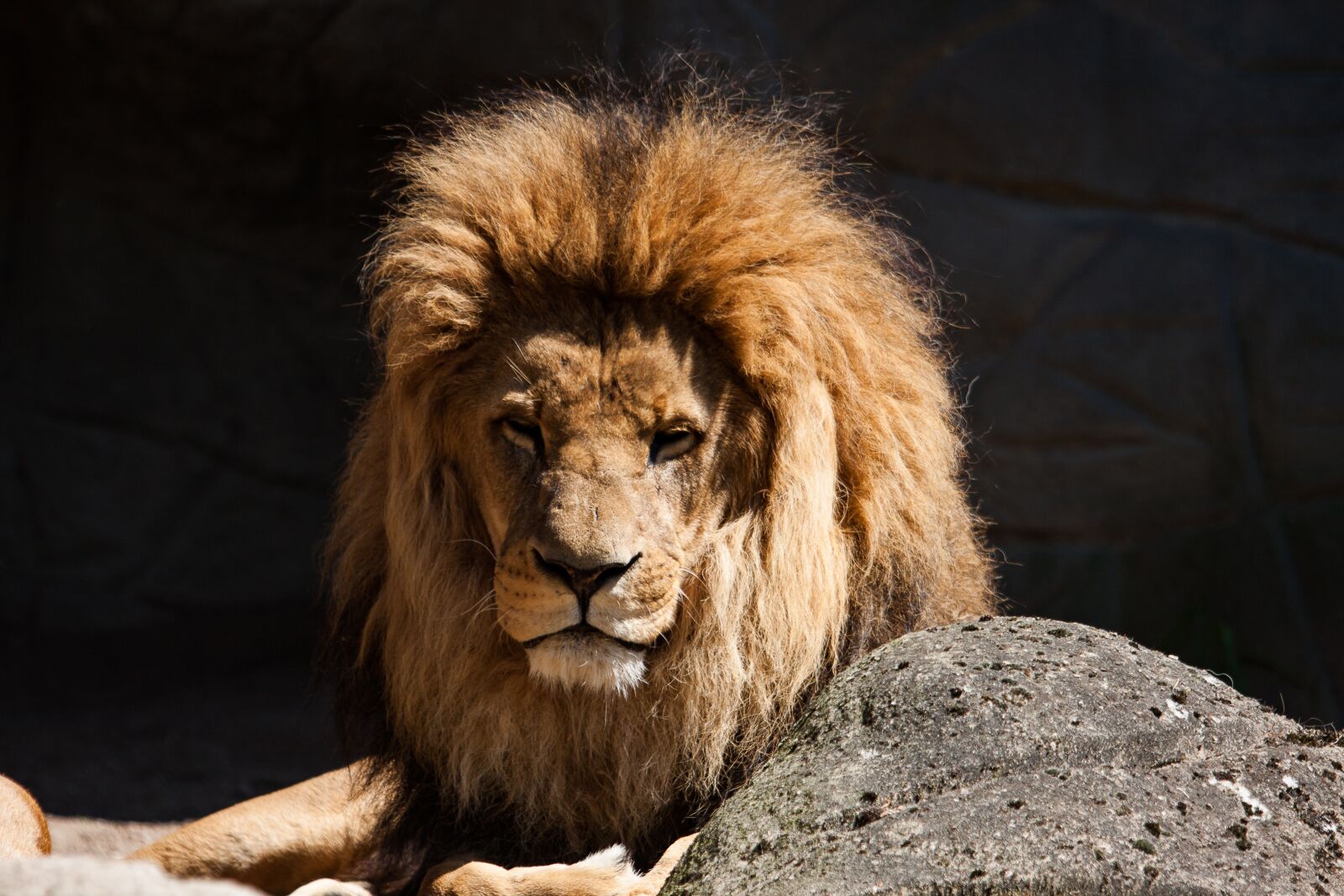 Canon EOS 50D sample photo. Lion, predator, male photography