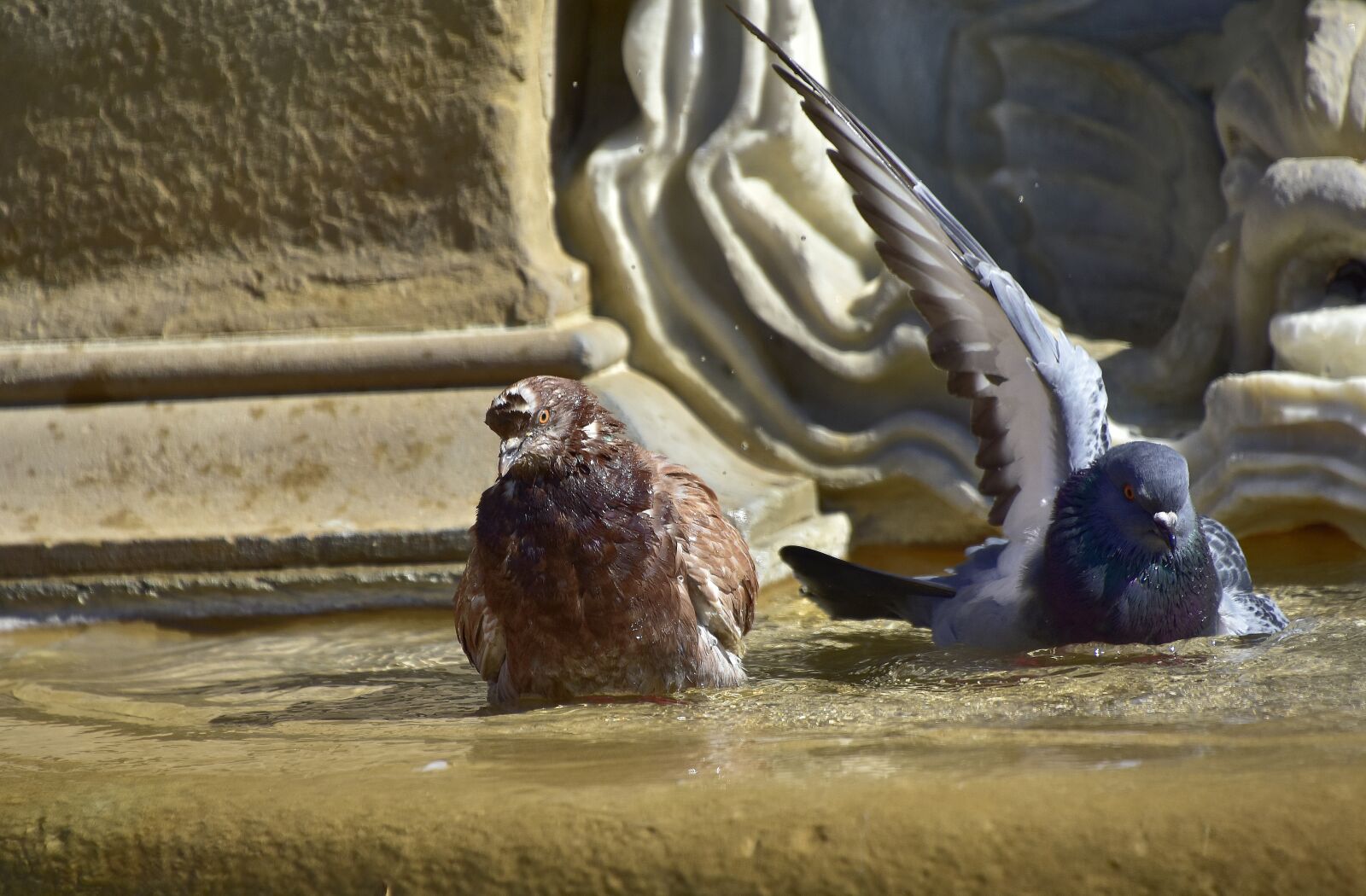 Nikon D7200 sample photo. Pigeons, water, nature photography