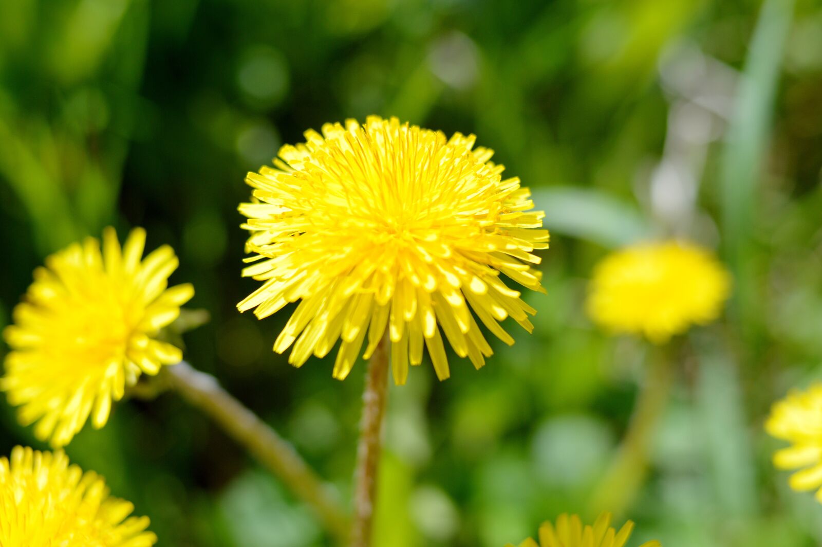 Nikon D3200 sample photo. Dandelion, flowers, flora photography