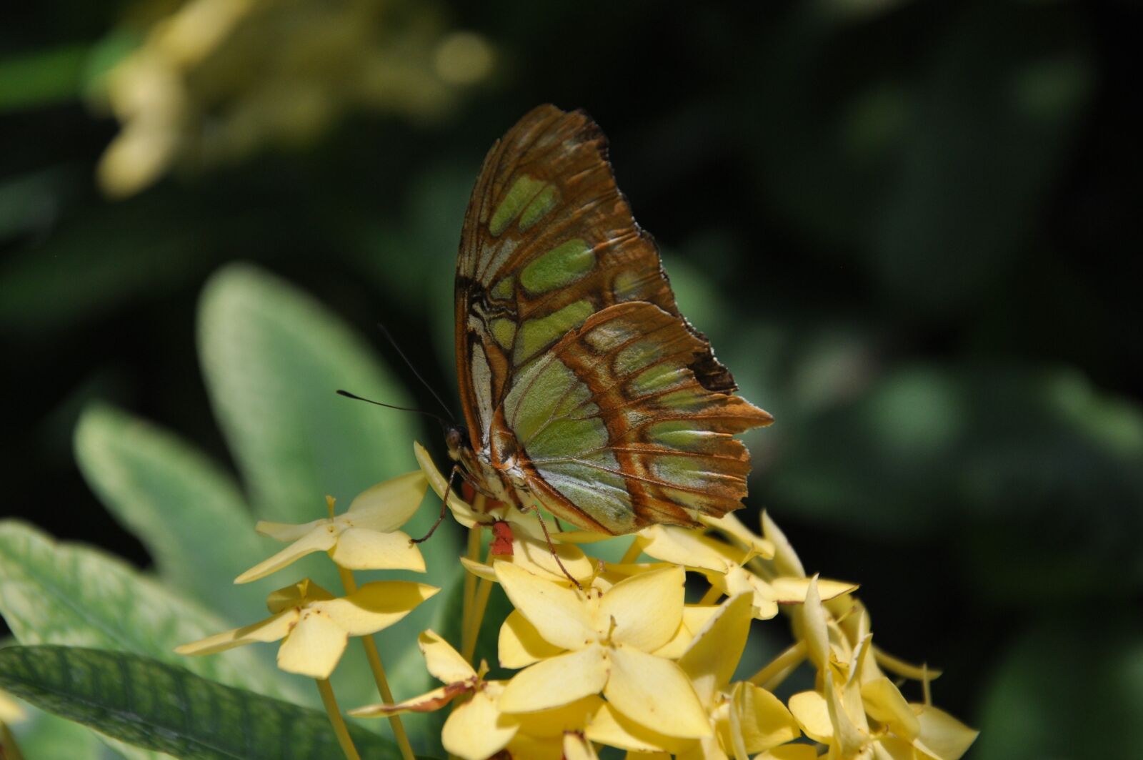 Nikon D5000 sample photo. Butterfly, blossom, bloom photography