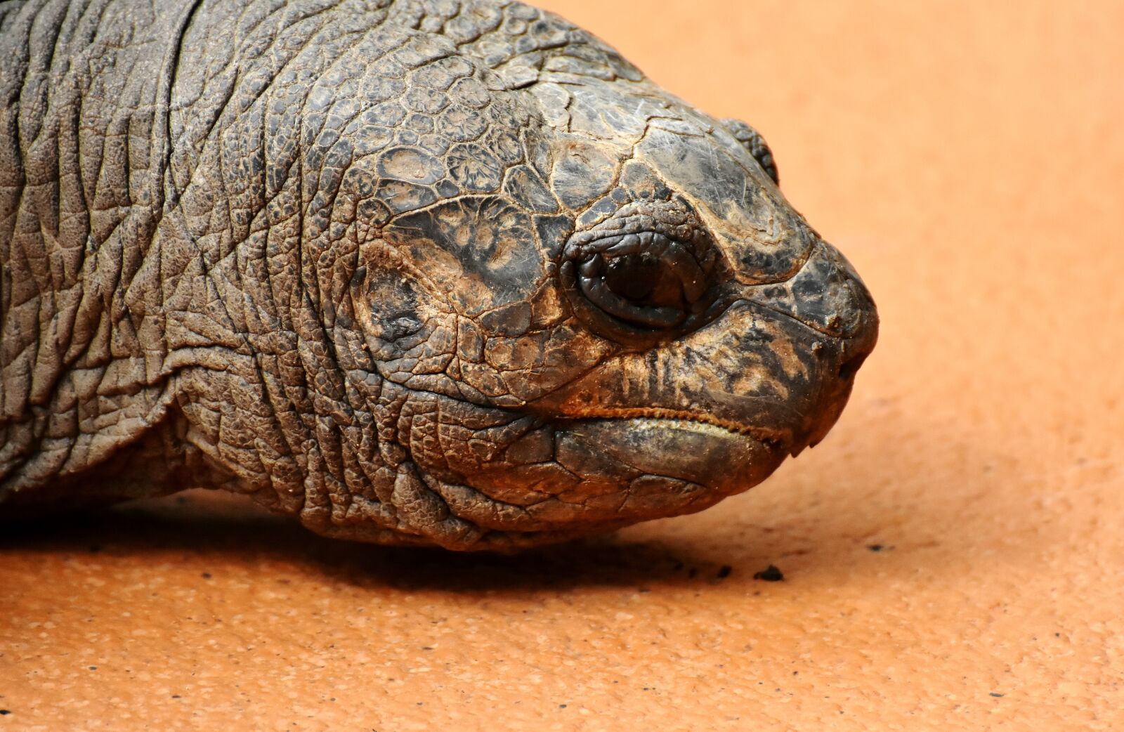 Nikon D7200 sample photo. Giant tortoise, animal, panzer photography