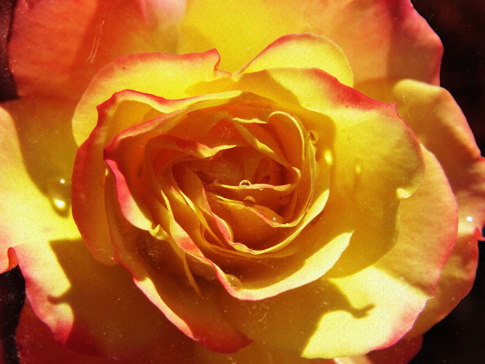 Panasonic DMC-FZ62 sample photo. Rosa, petals, yellow rose photography