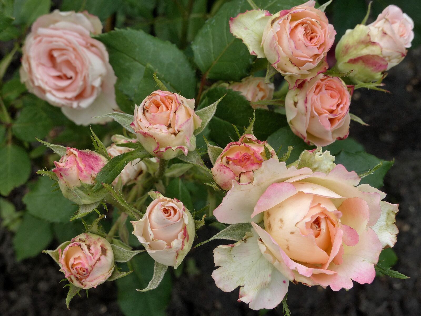Panasonic Lumix DMC-FZ200 sample photo. Roses, flowers, pink roses photography