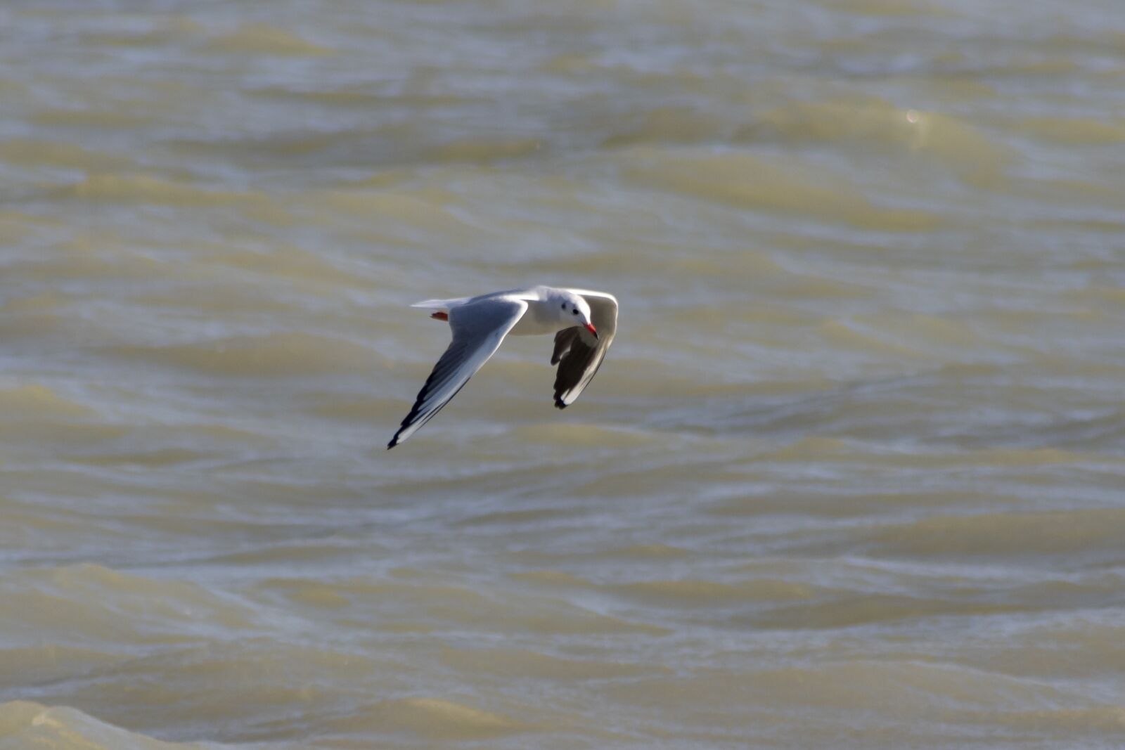 Canon EF75-300mm f/4-5.6 sample photo. Seagull, bird, water bird photography