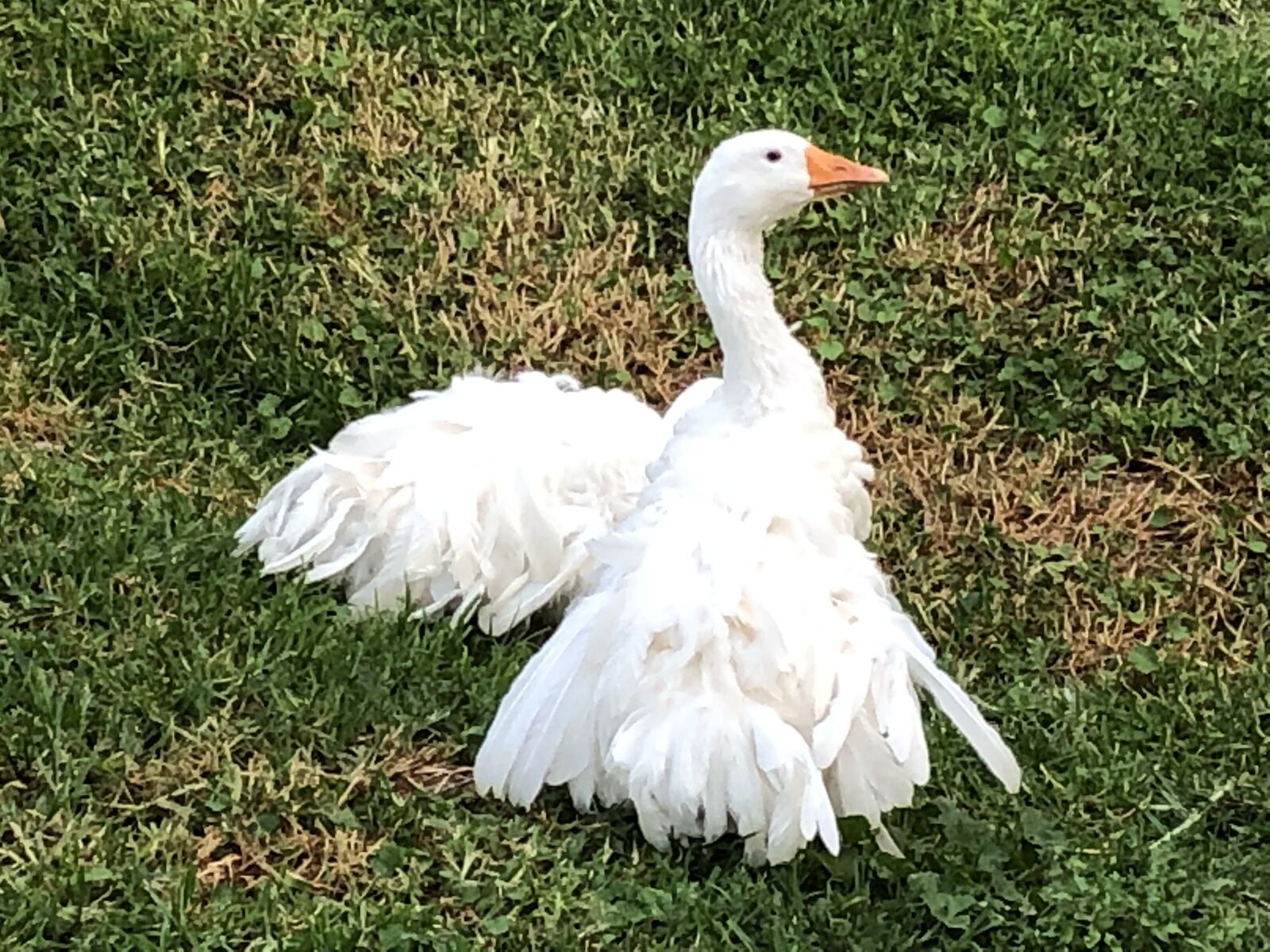 Apple iPhone 8 sample photo. Geese, sebastapol geese, poultry photography