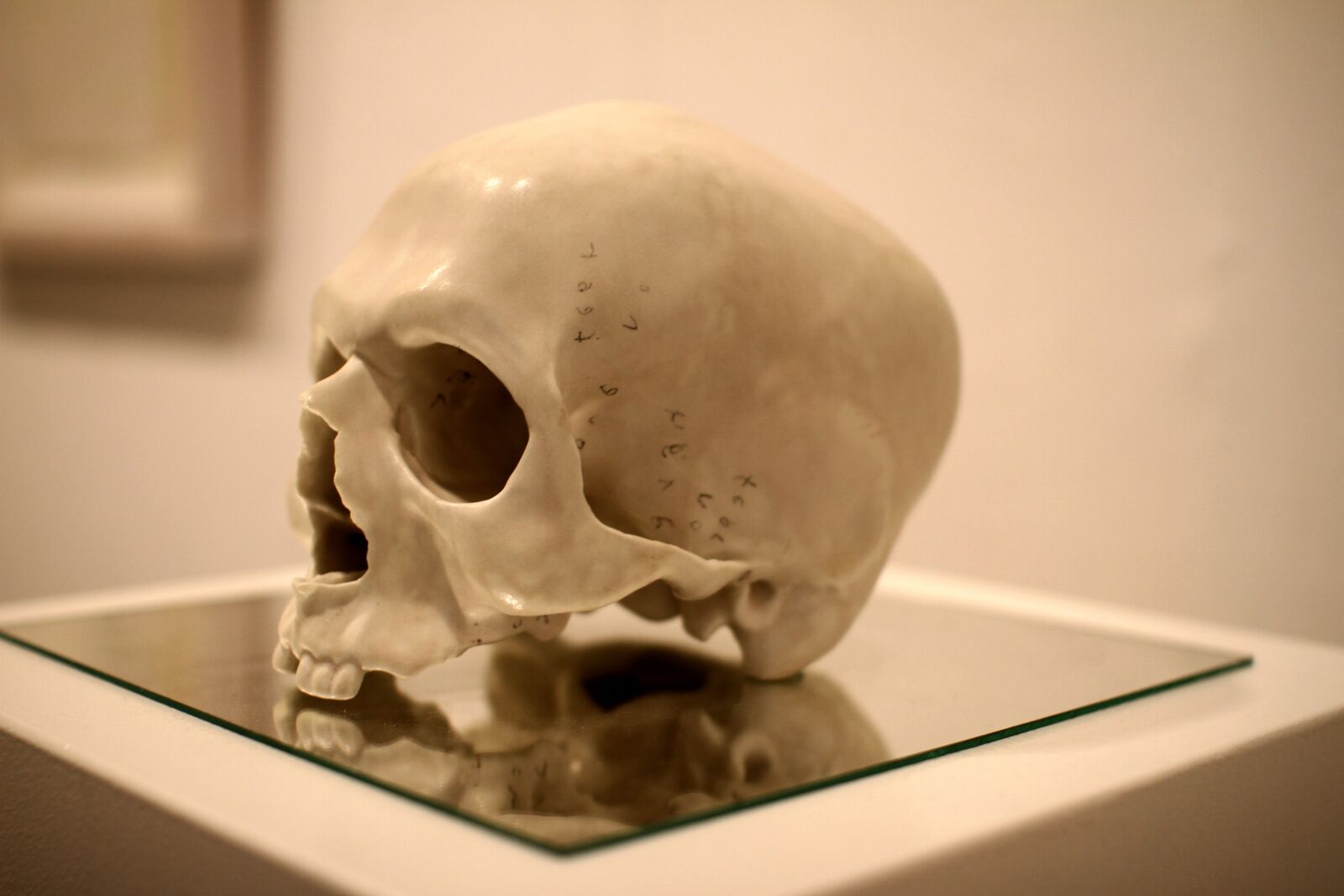 Canon EOS 7D sample photo. Skull, anatomy, skeleton photography