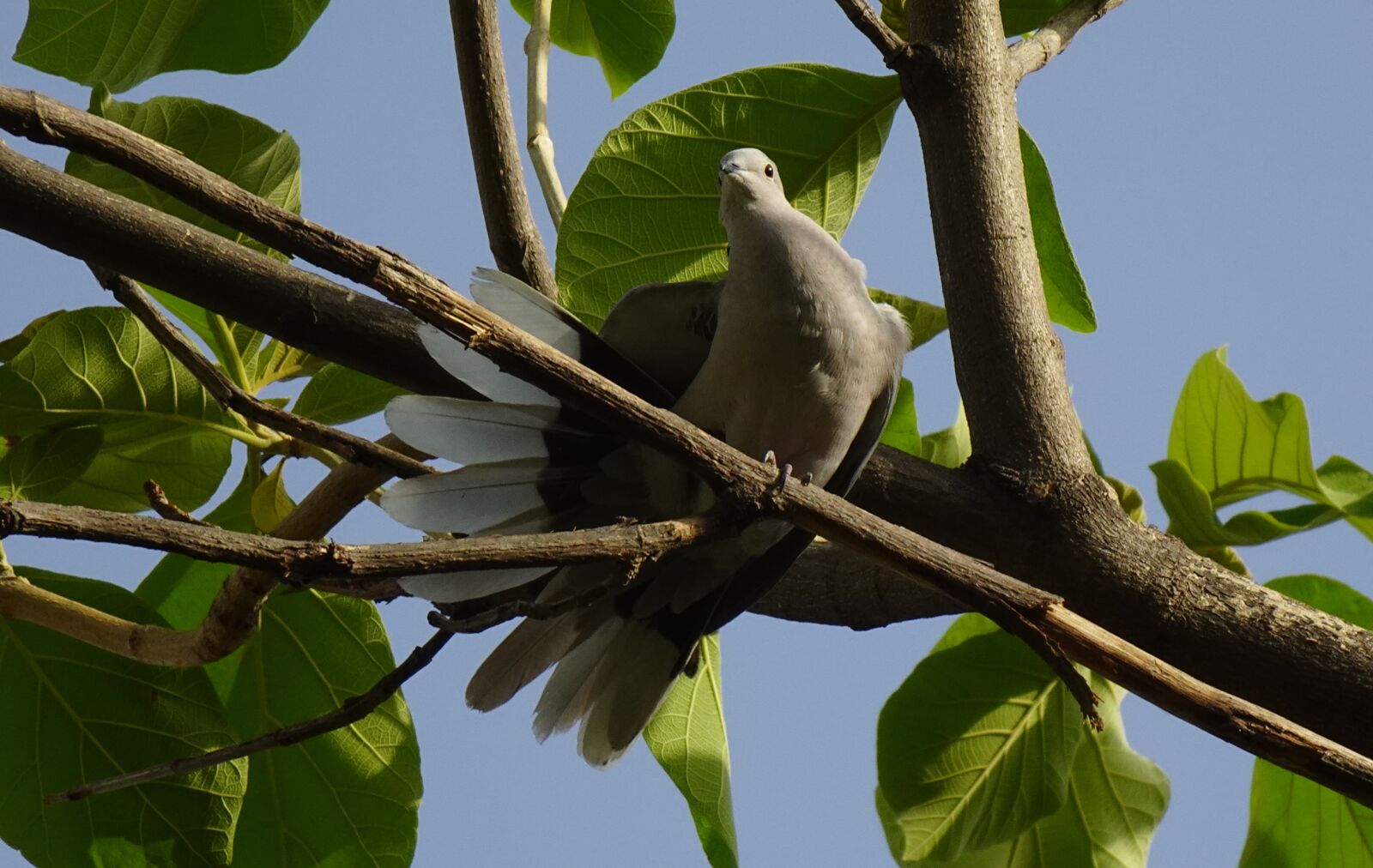 Sony DSC-WX800 sample photo. Bird, dove, eurasian collared photography