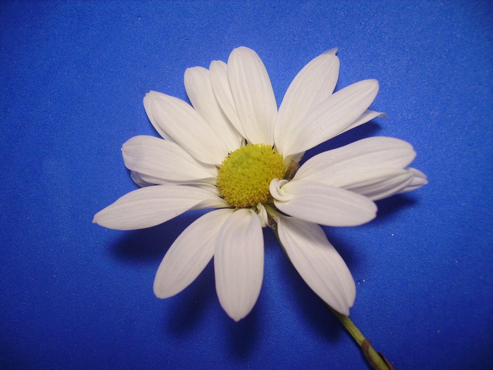 Benq DC C520 sample photo. Daisy, daisies, nature photography