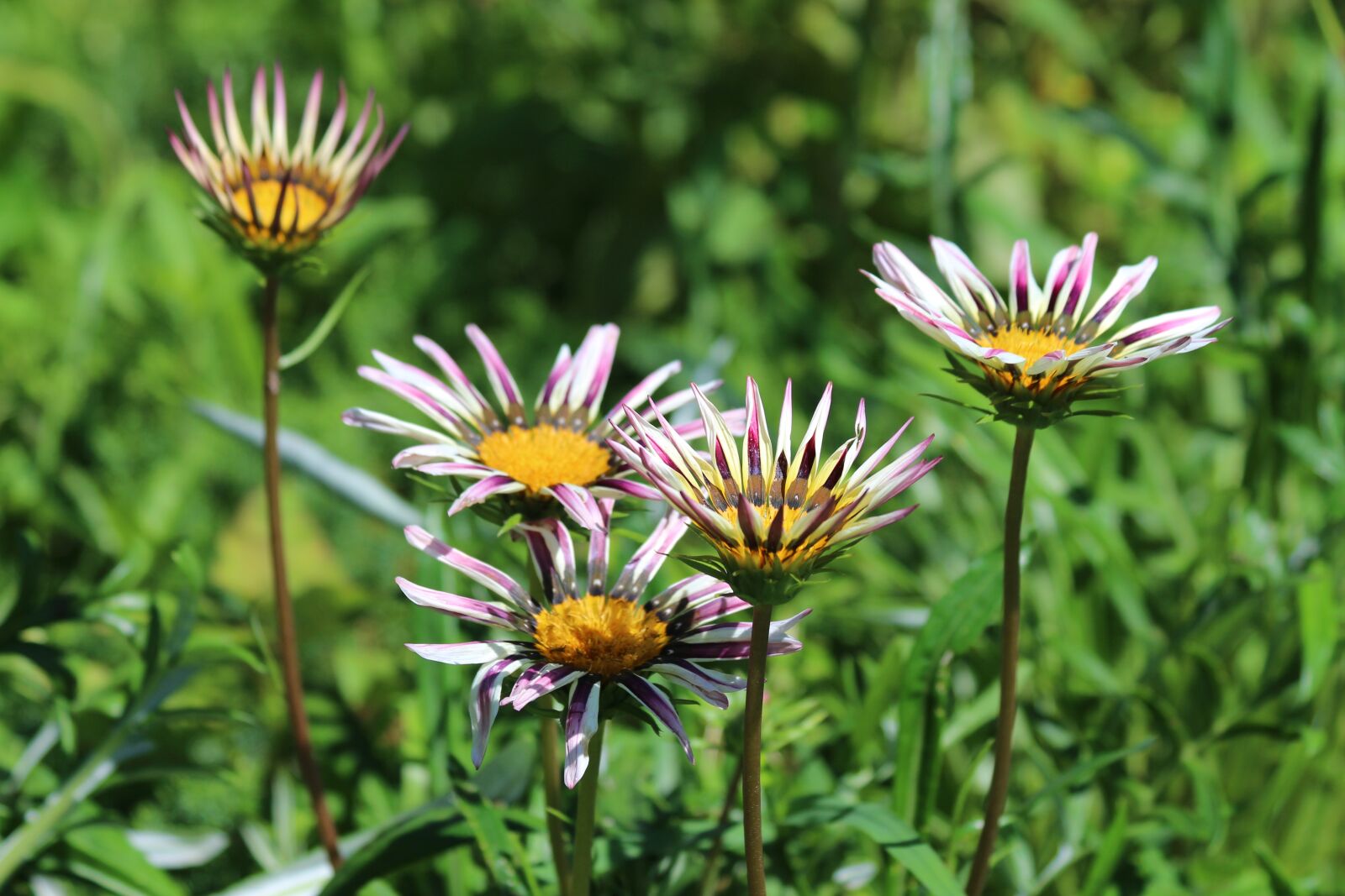 Canon EOS 650D (EOS Rebel T4i / EOS Kiss X6i) sample photo. Gazania, flowers, plant photography