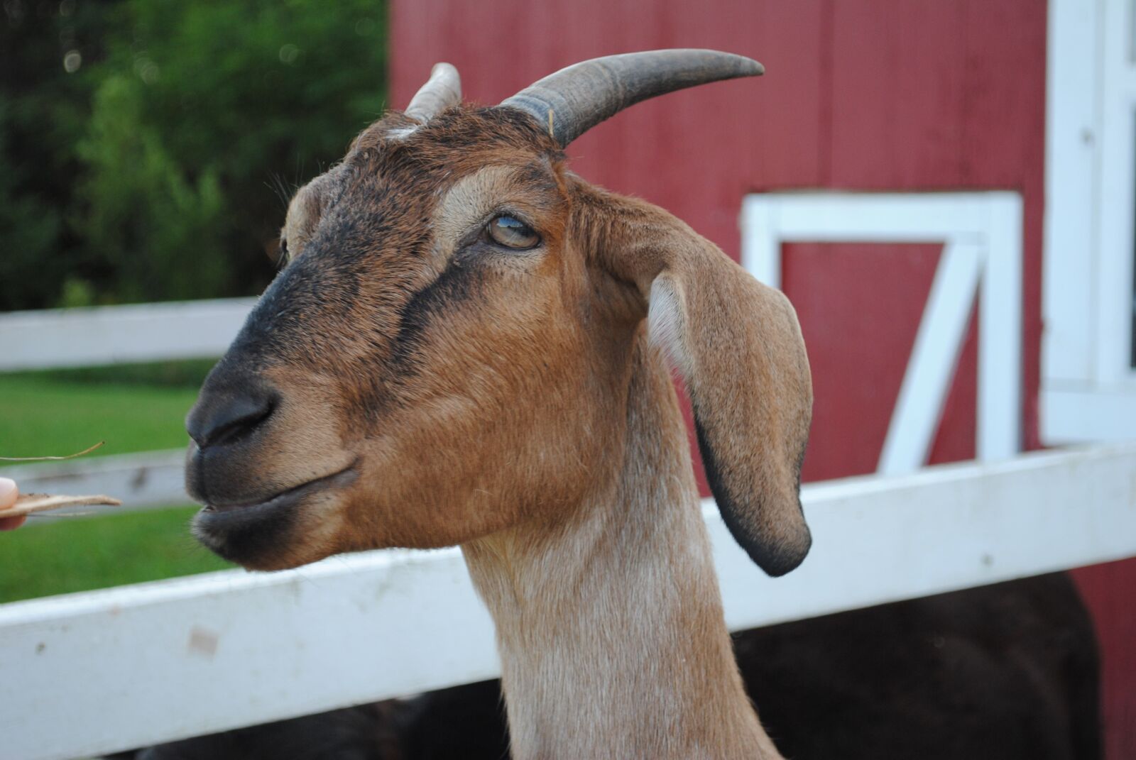 Nikon D3000 sample photo. Goat, billy, nanny photography