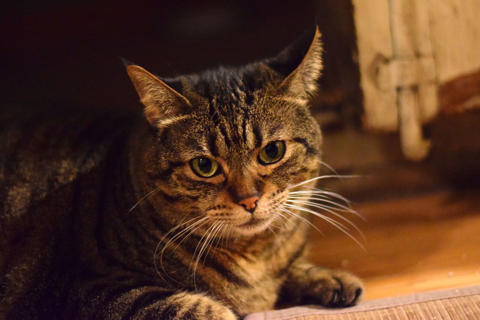 Nikon D3300 sample photo. Cat, animal, mammal photography