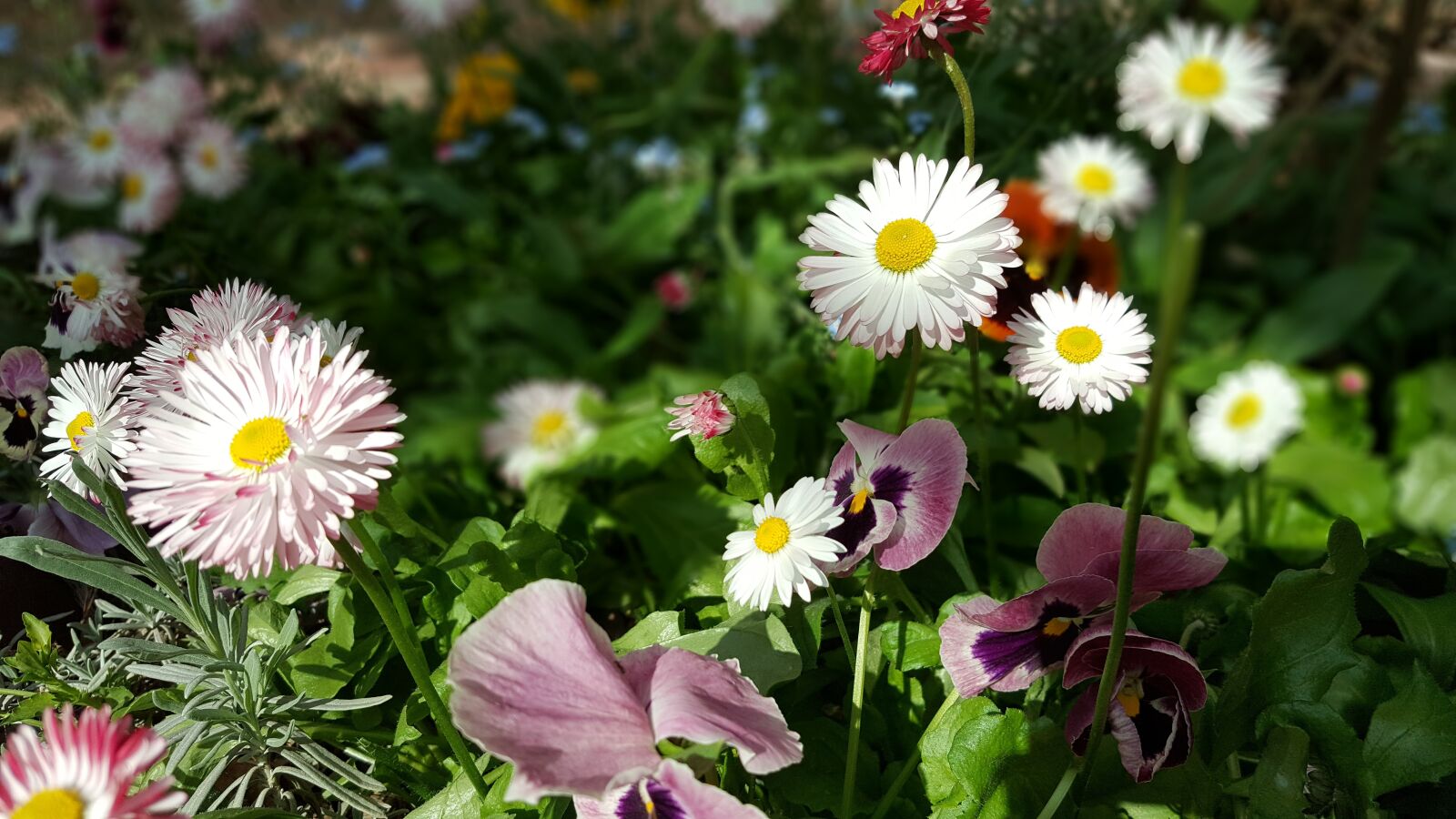 Samsung Galaxy Note5 sample photo. Flowers, daisy, beauty photography