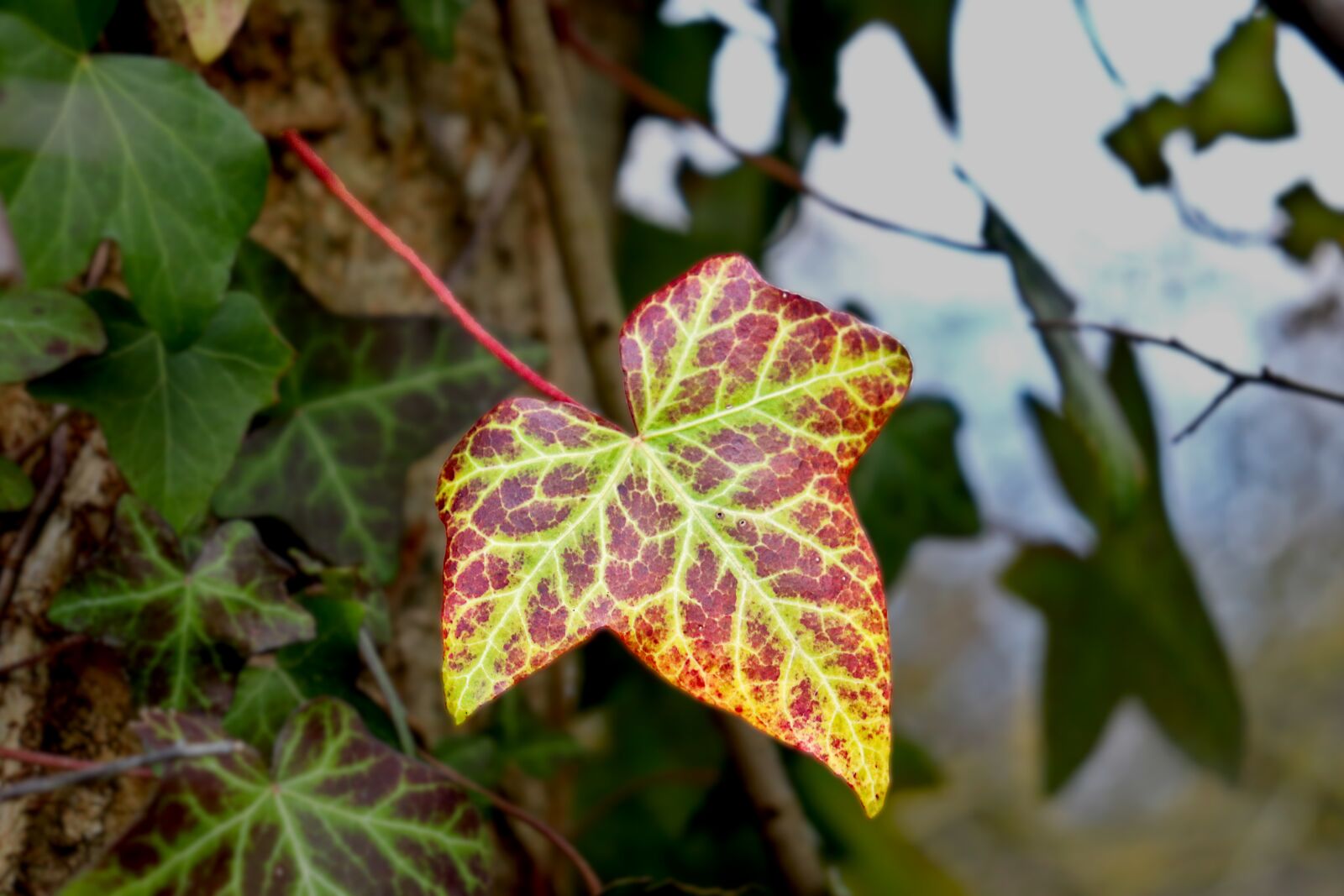 Canon EOS 800D (EOS Rebel T7i / EOS Kiss X9i) sample photo. Ivy, ivy leaf, plants photography