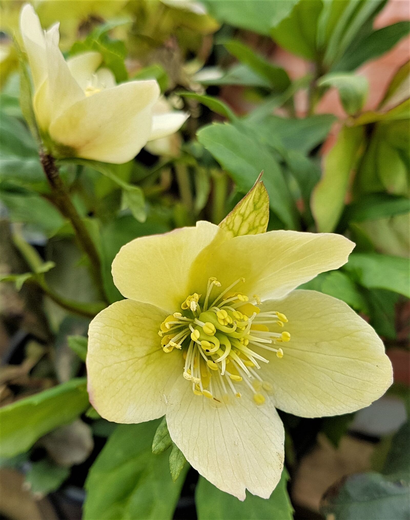 Samsung Galaxy S7 Edge sample photo. Flower, nature, flora photography