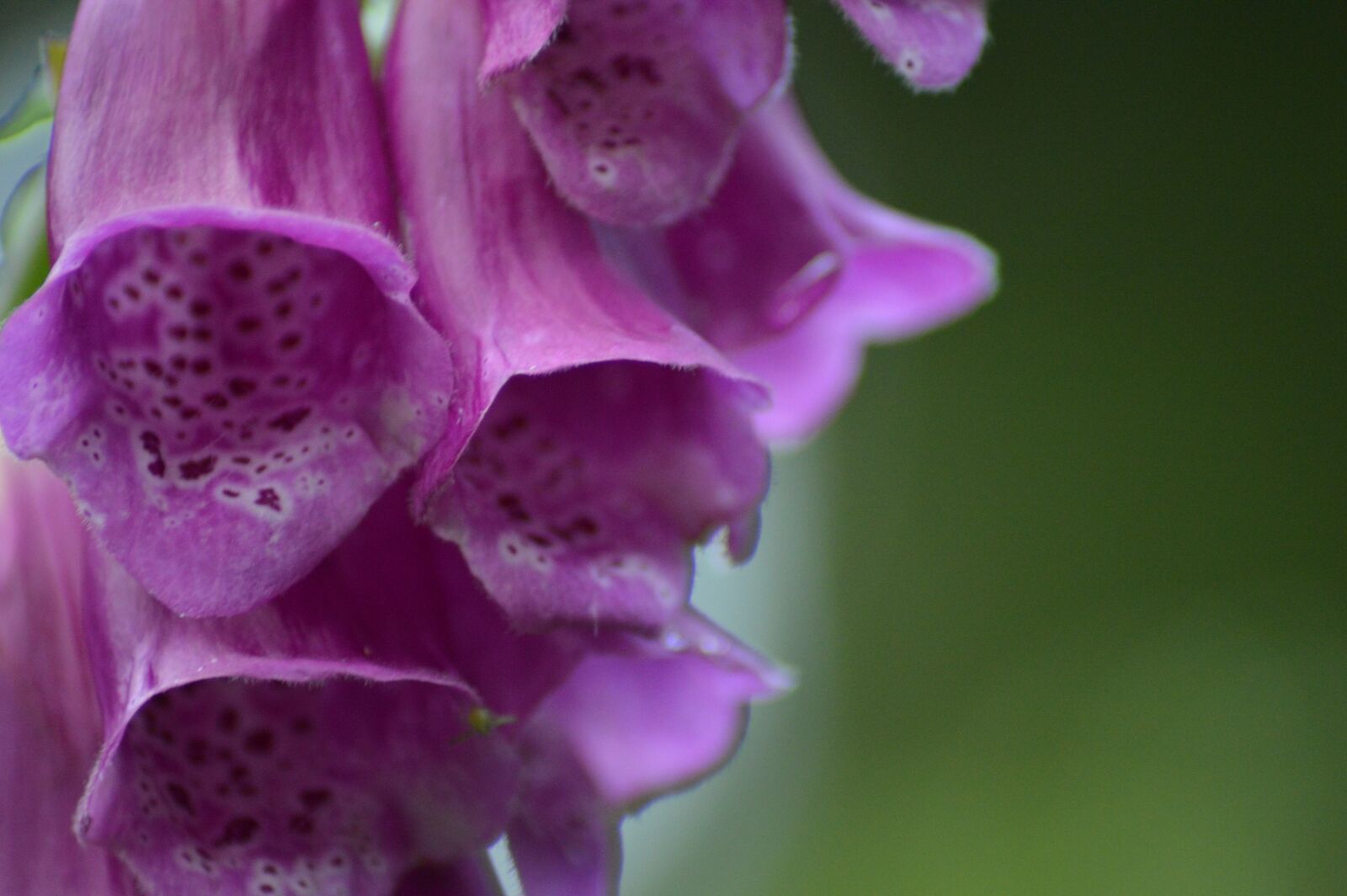 Nikon D3200 sample photo. Flower, green, purple photography