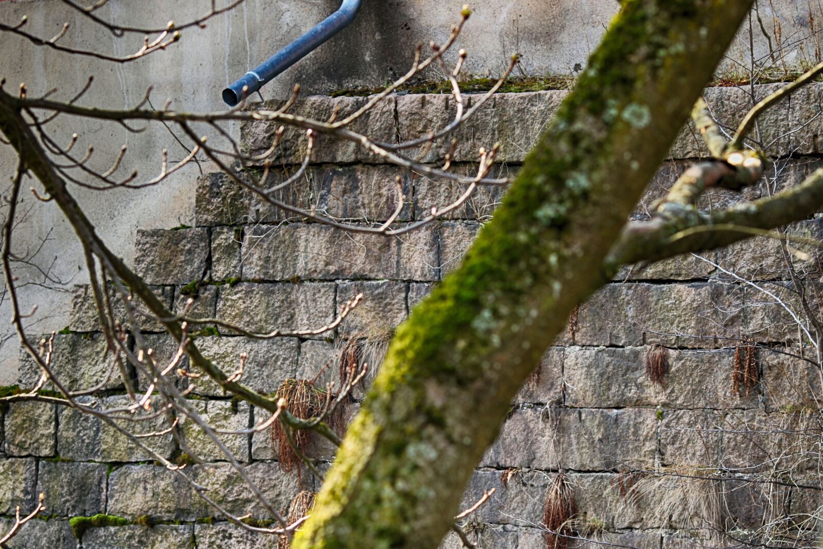 Canon EOS 7D Mark II + Canon EF 135mm F2L USM sample photo. Tree, nature, wood photography