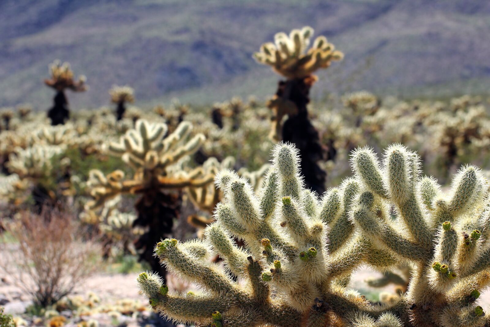 Canon EOS 60D + Canon EF 100mm F2.8L Macro IS USM sample photo. Chollo, cactus, mojave desert photography