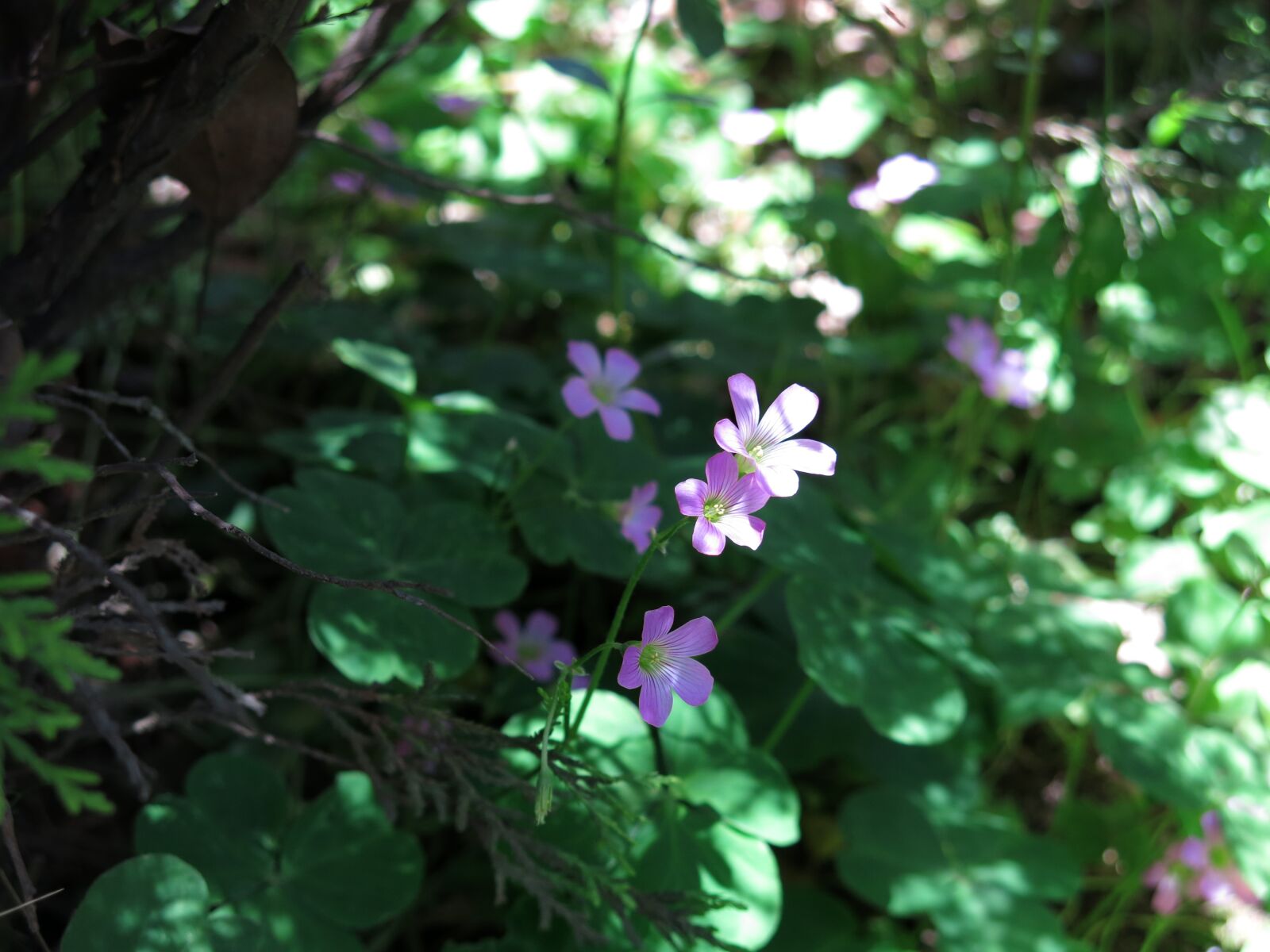 Canon PowerShot G15 sample photo. 石板路, 公园, 小花 photography