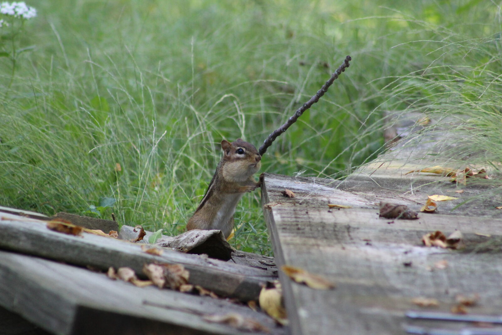 Canon EF 75-300mm f/4-5.6 sample photo. Animals, chipmunk, mammal, nature photography