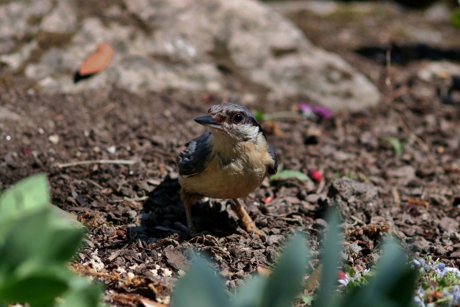 Canon EOS 750D (EOS Rebel T6i / EOS Kiss X8i) sample photo. Nuthatch, bird, nature photography